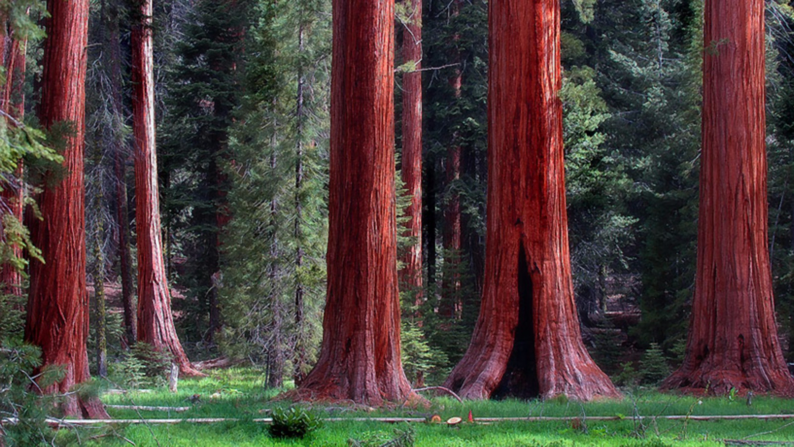 Download mobile wallpaper Forest, Tree, Earth, Redwood for free.