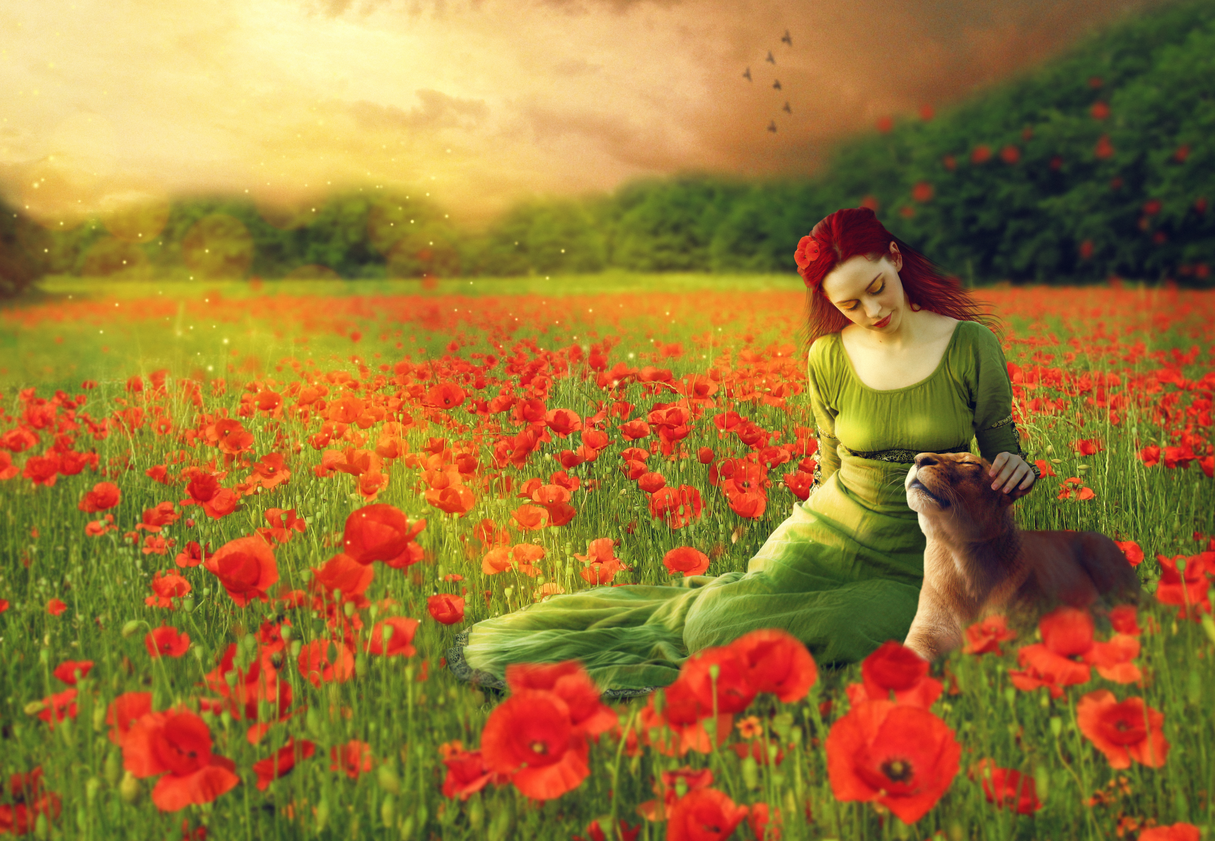 Free download wallpaper Fantasy, Field, Lion, Artistic, Poppy, Red Flower, Red Hair on your PC desktop