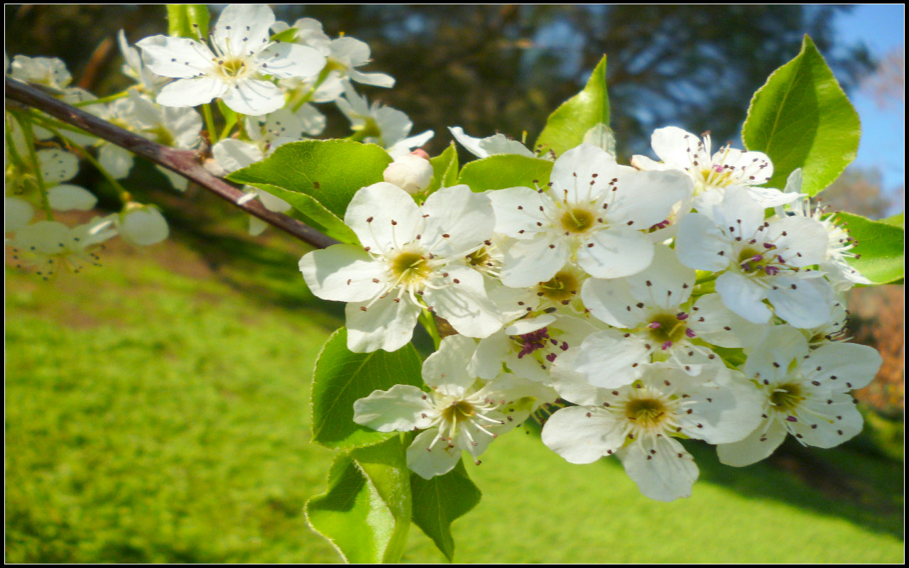 Téléchargez gratuitement l'image Sakura, Floraison, Fleur Blanche, Terre/nature sur le bureau de votre PC