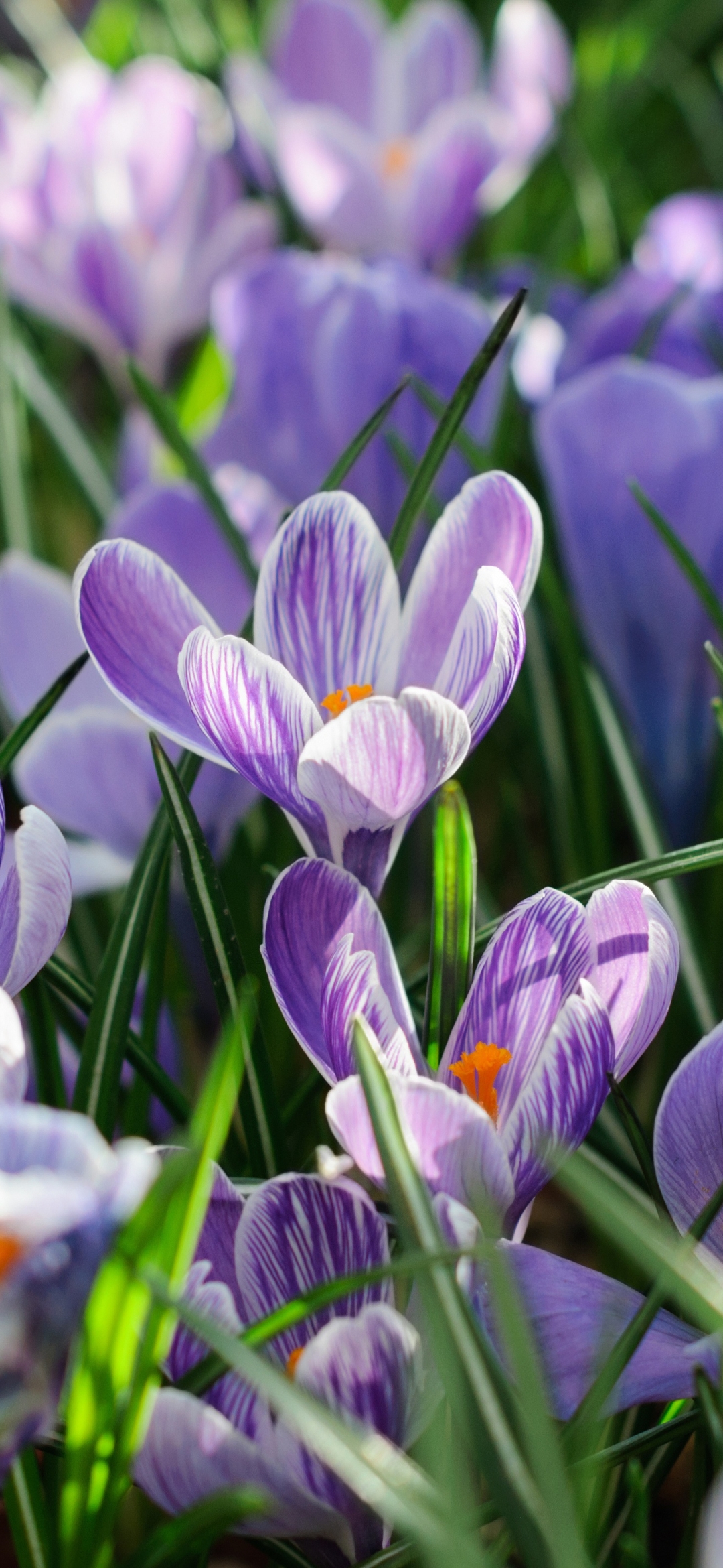 無料モバイル壁紙自然, フラワーズ, 花, 地球, クロッカス, 紫色の花をダウンロードします。