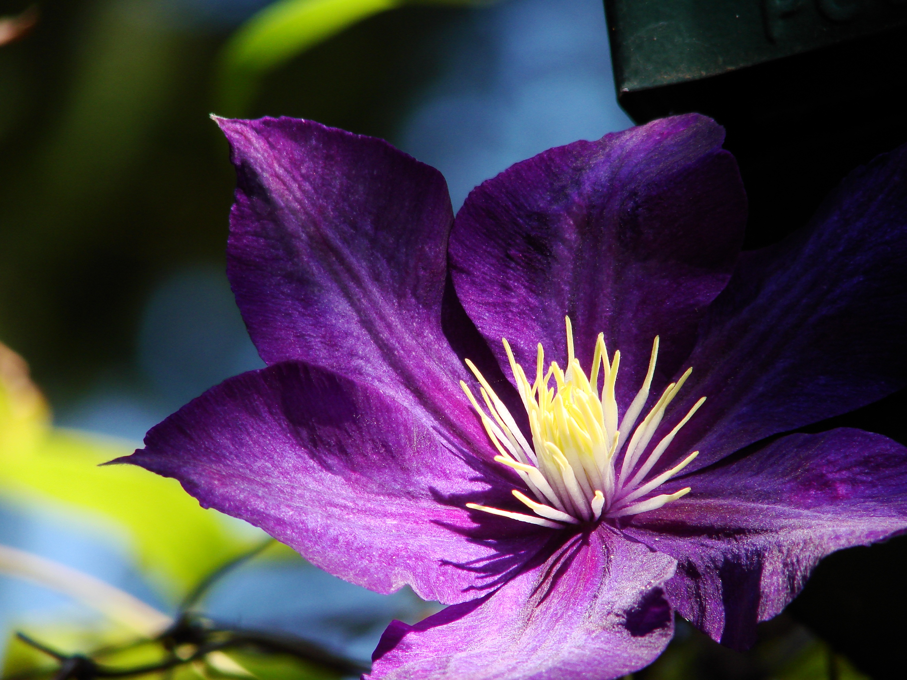 purple flower, earth, clematis, close up, flower, flowers