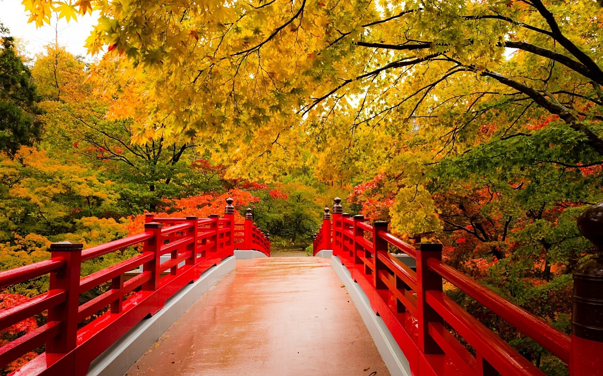 Téléchargez des papiers peints mobile Automne, Arbre, Pont, Des Ponts, Construction Humaine, Jardin Japonais gratuitement.