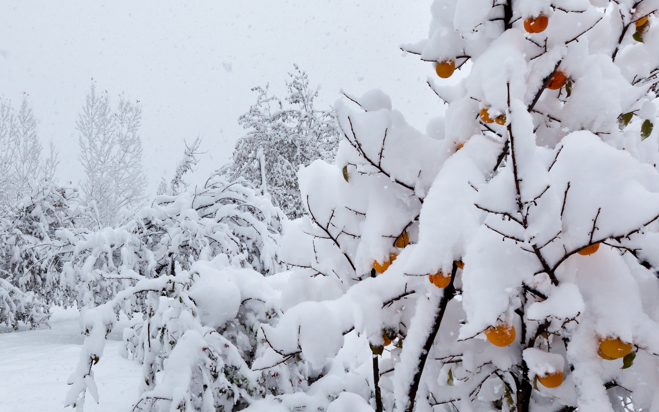 Descarga gratuita de fondo de pantalla para móvil de Invierno, Tierra/naturaleza.