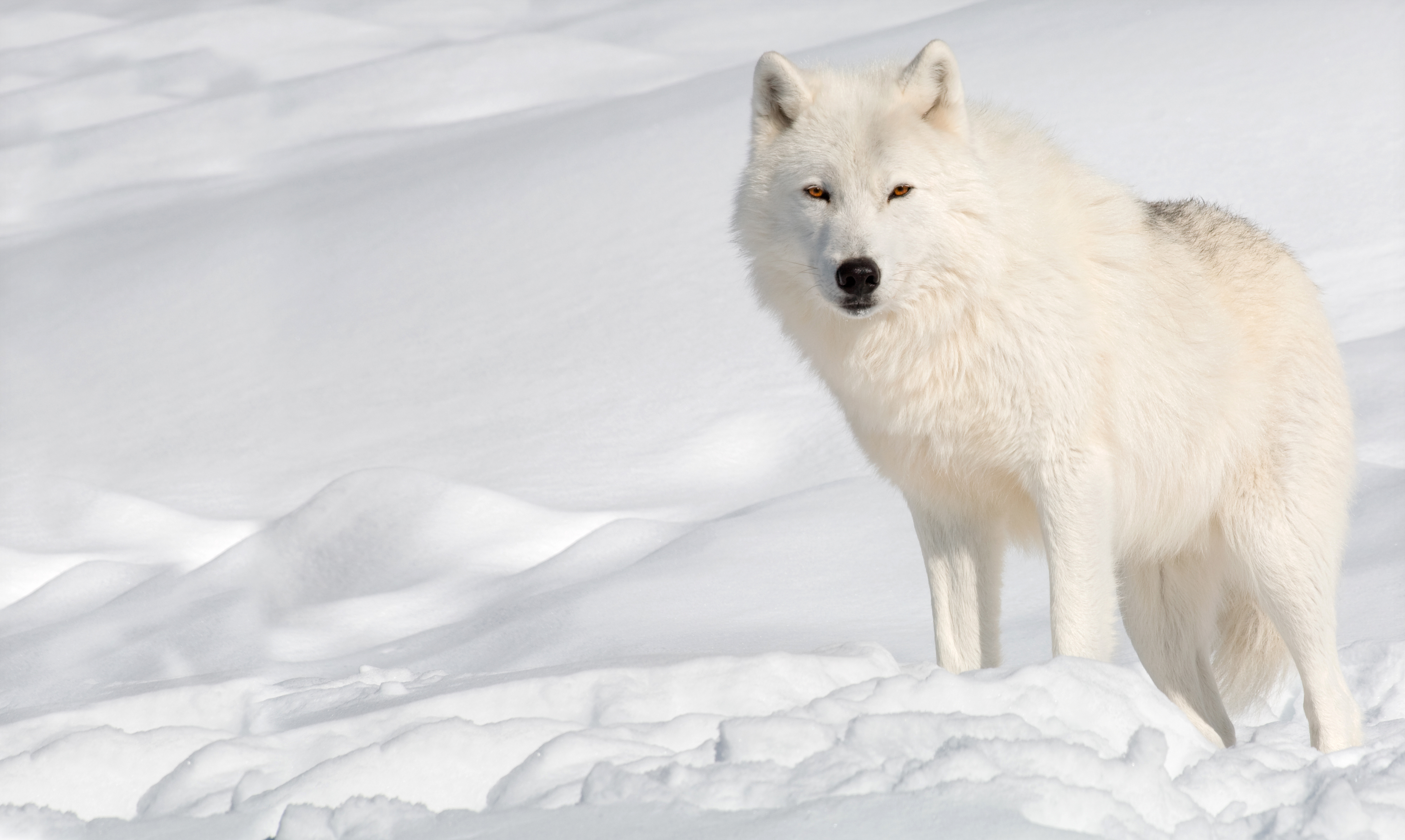 430938 descargar fondo de pantalla animales, lobo, lobo ártico, nieve, lobo blanco, invierno, wolves: protectores de pantalla e imágenes gratis