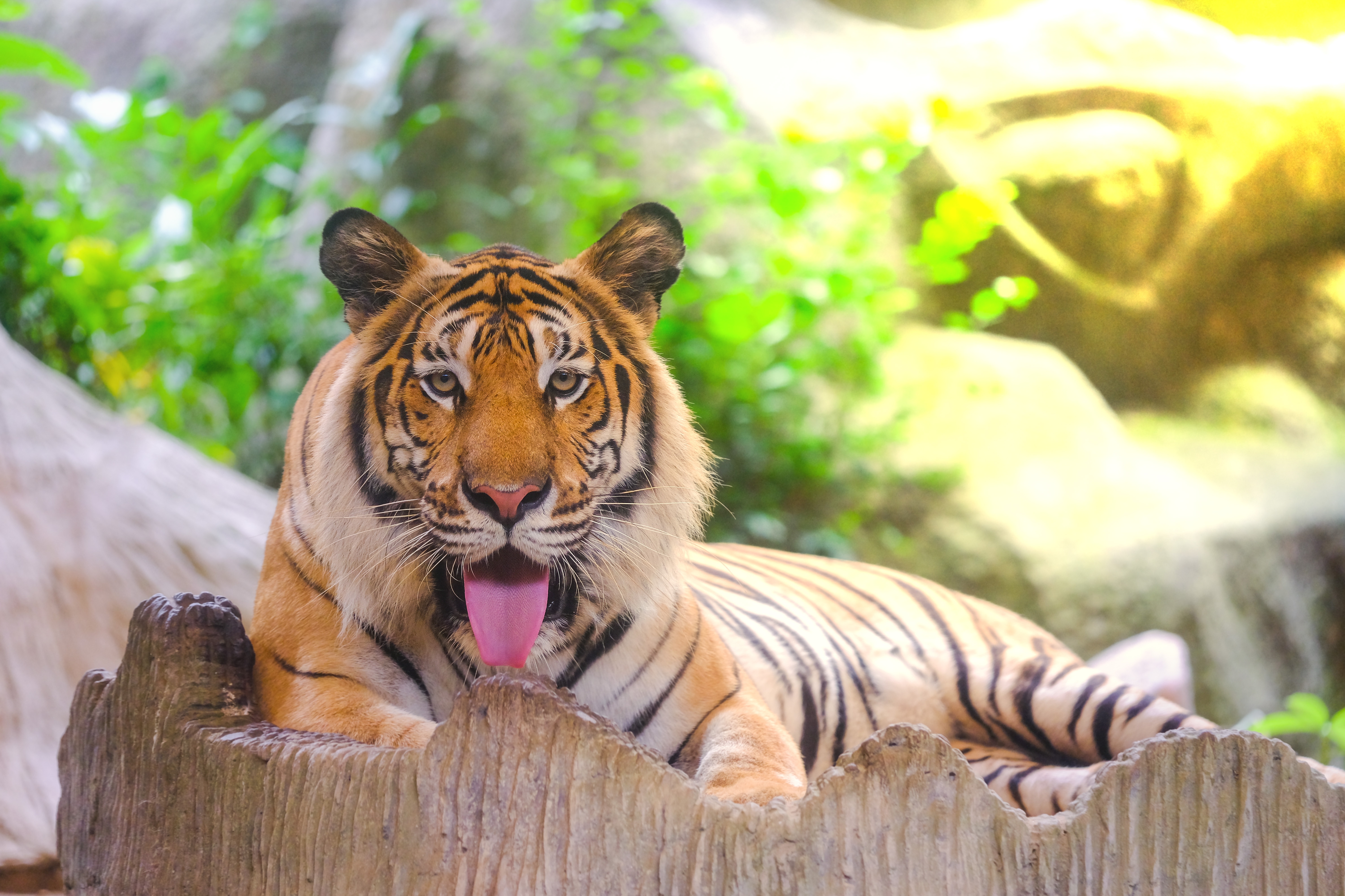 478633 descargar imagen animales, tigre, tigre de amur, gatos: fondos de pantalla y protectores de pantalla gratis