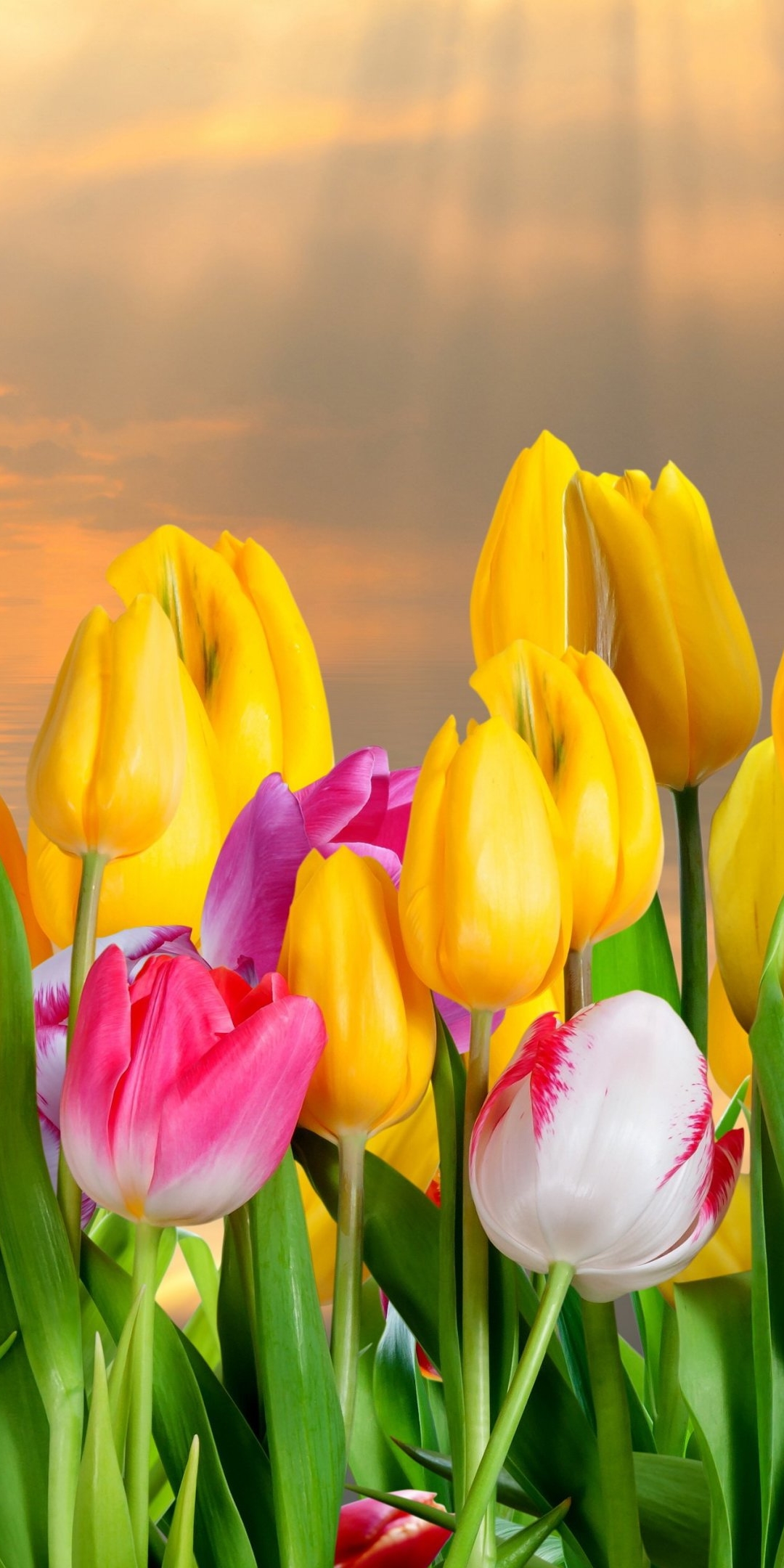 Download mobile wallpaper Flowers, Earth, Tulip for free.