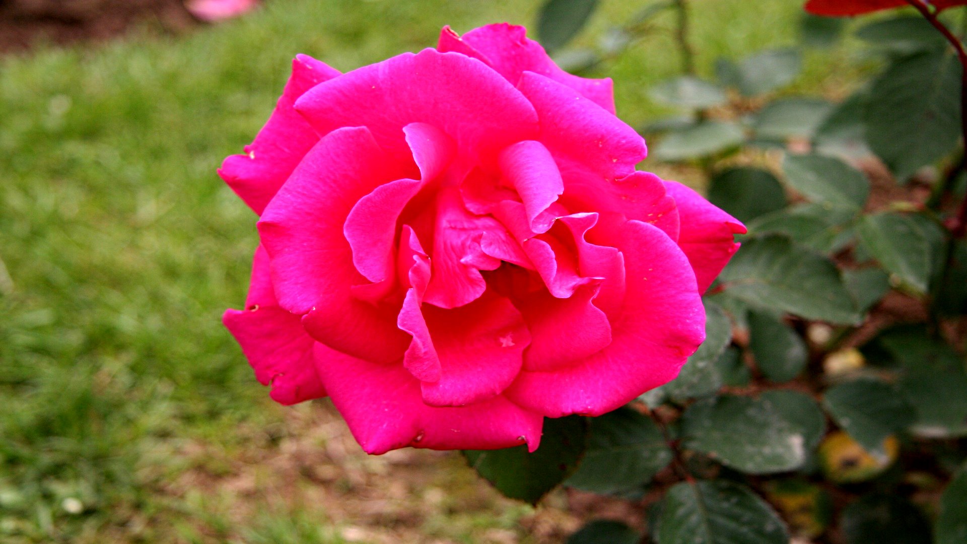 Descarga gratis la imagen Flores, Rosa, Tierra/naturaleza en el escritorio de tu PC