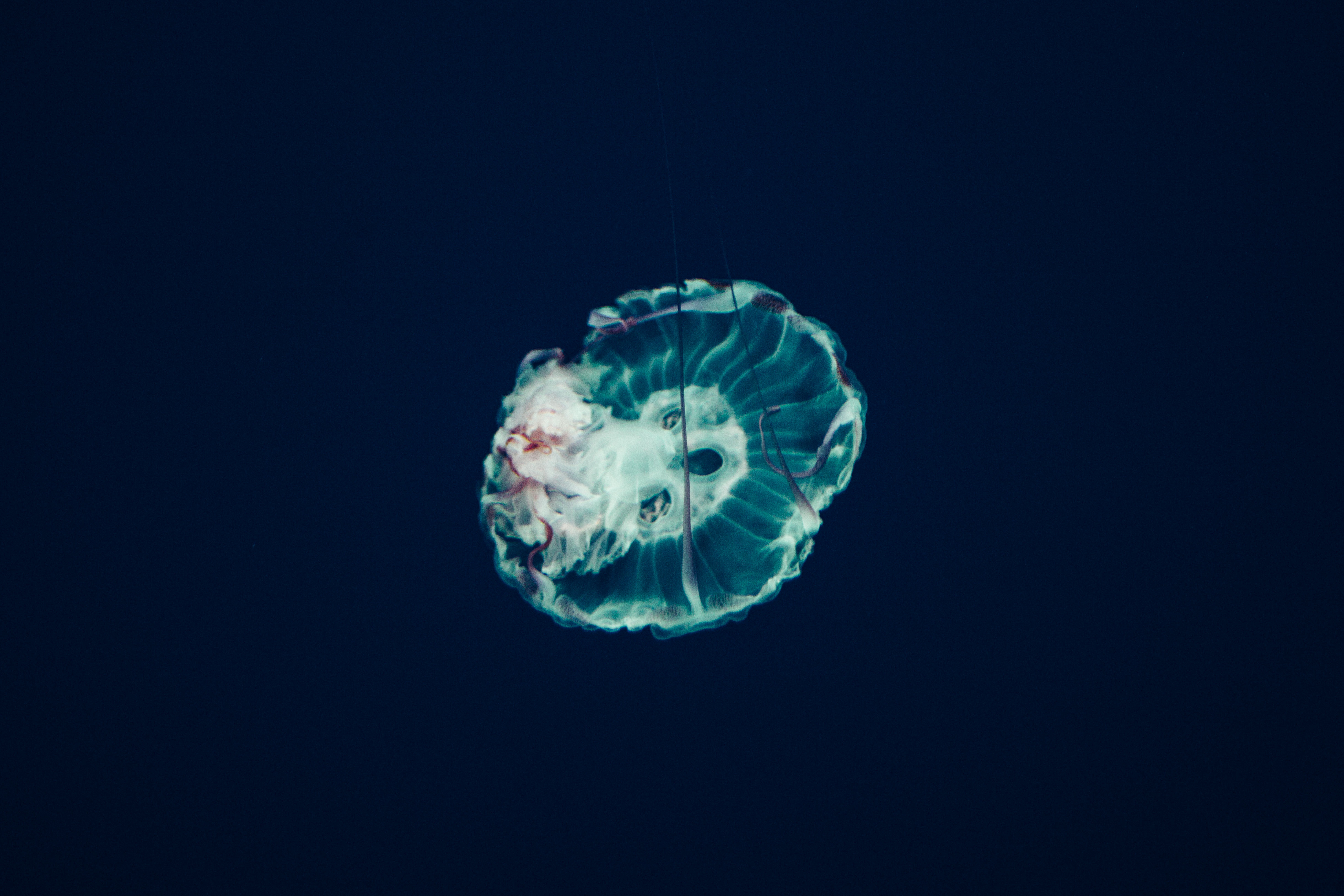 117136 descargar imagen naturaleza, medusa, oceano, océano, mundo submarino, tentáculos, los tentáculos: fondos de pantalla y protectores de pantalla gratis