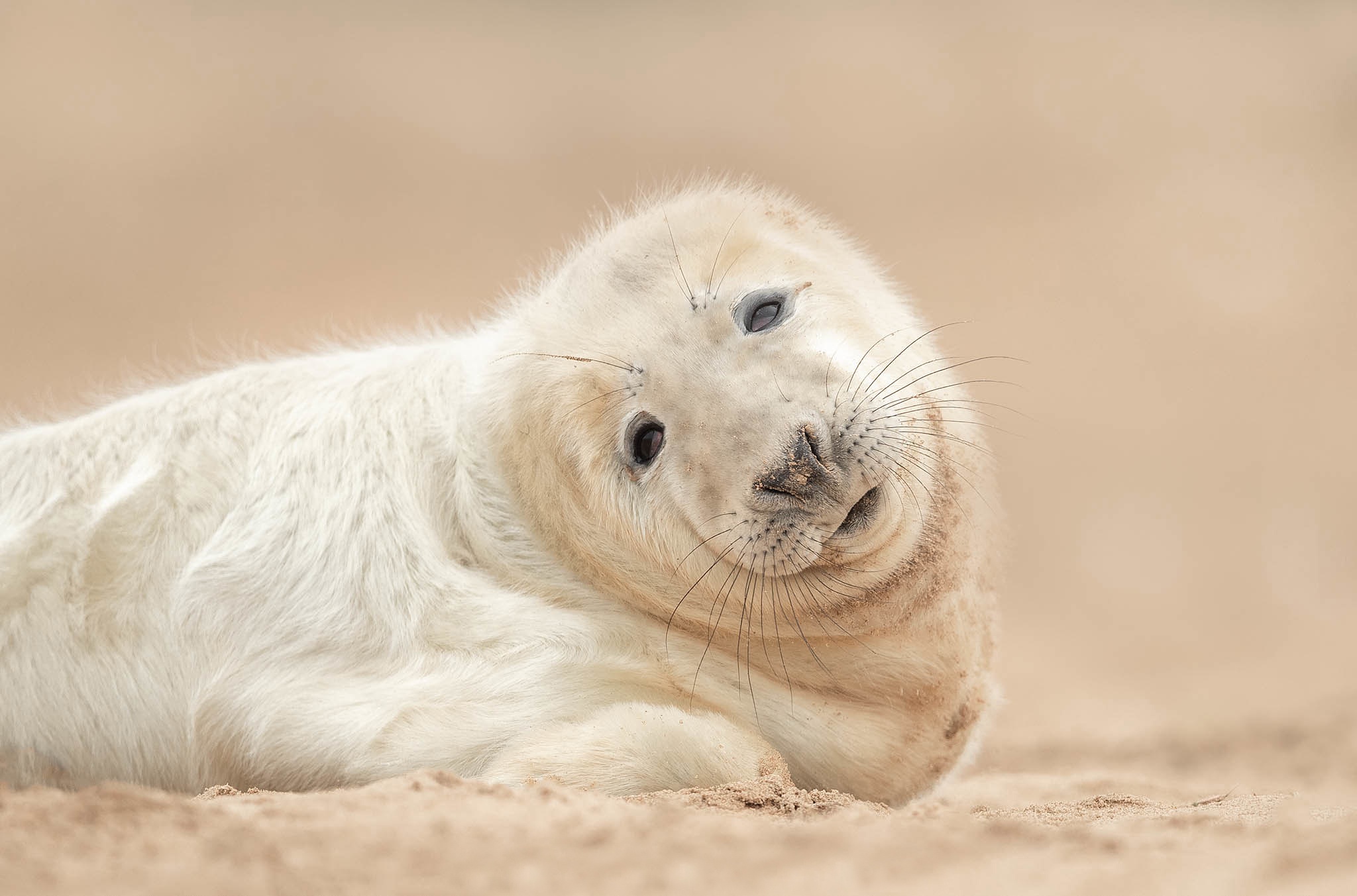 Download mobile wallpaper Sand, Seals, Animal, Seal, Cub for free.