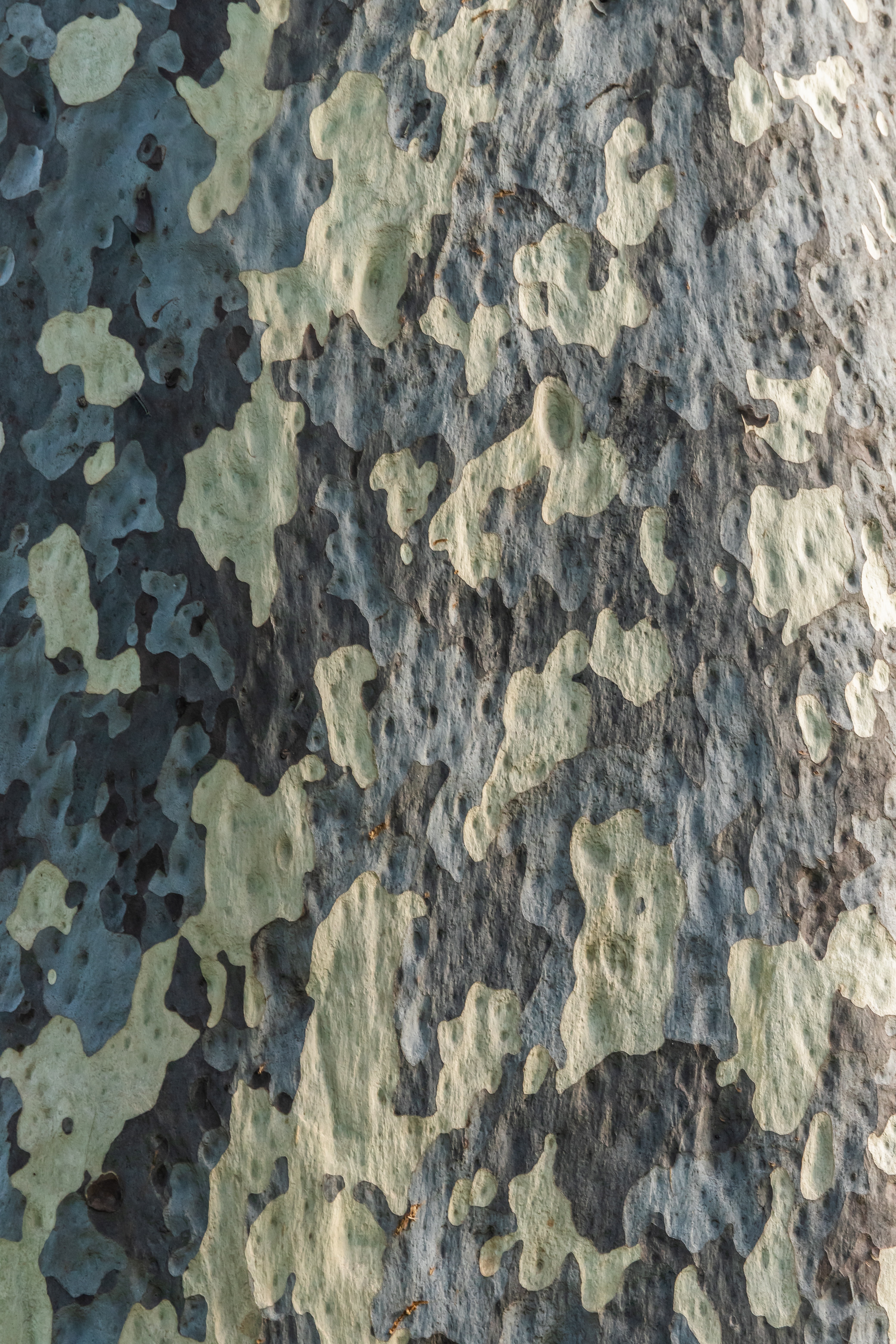 Free download wallpaper Wood, Tree, Texture, Bark, Textures, Wooden, Pattern on your PC desktop