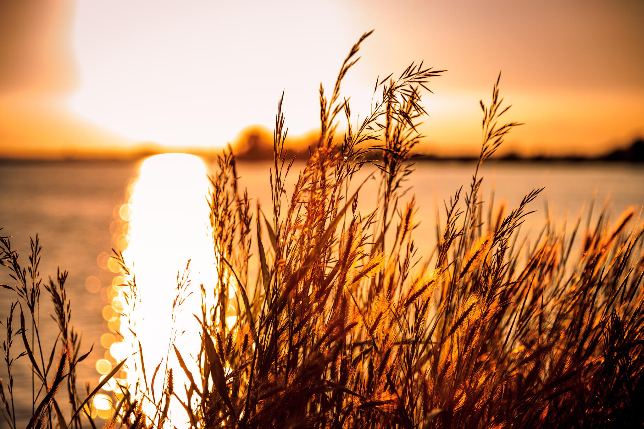 Descarga gratis la imagen Naturaleza, Trigo, Planta, Bokeh, Atardecer, Tierra/naturaleza, Reflejo en el escritorio de tu PC