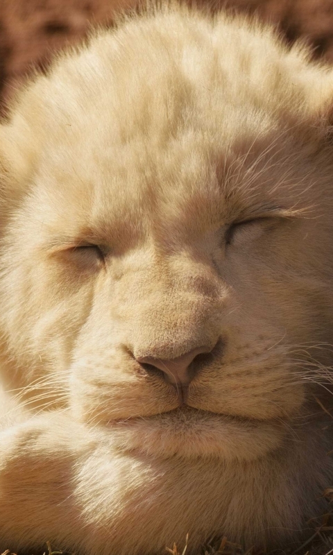 Téléchargez des papiers peints mobile Animaux, Chats, Lion gratuitement.