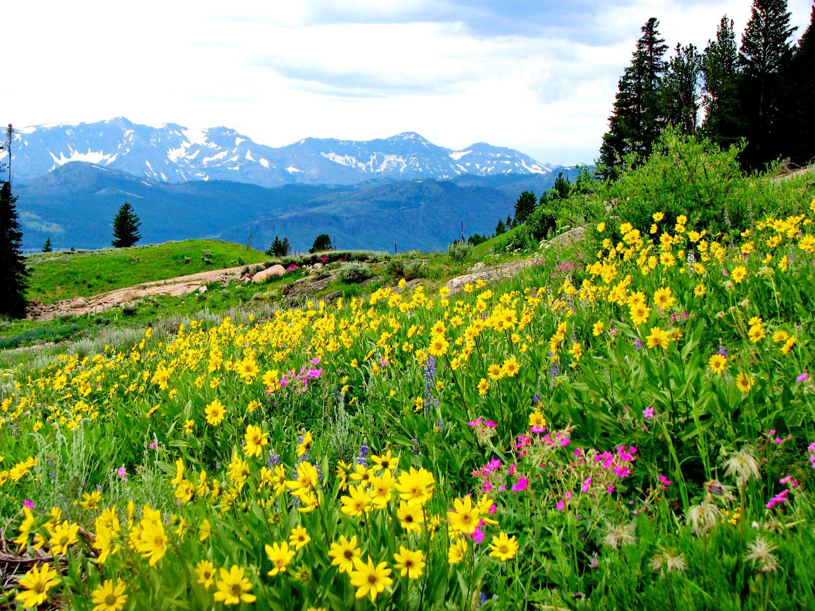 Download mobile wallpaper Landscape, Mountain, Flower, Earth, Spring, Daisy, Yellow Flower for free.