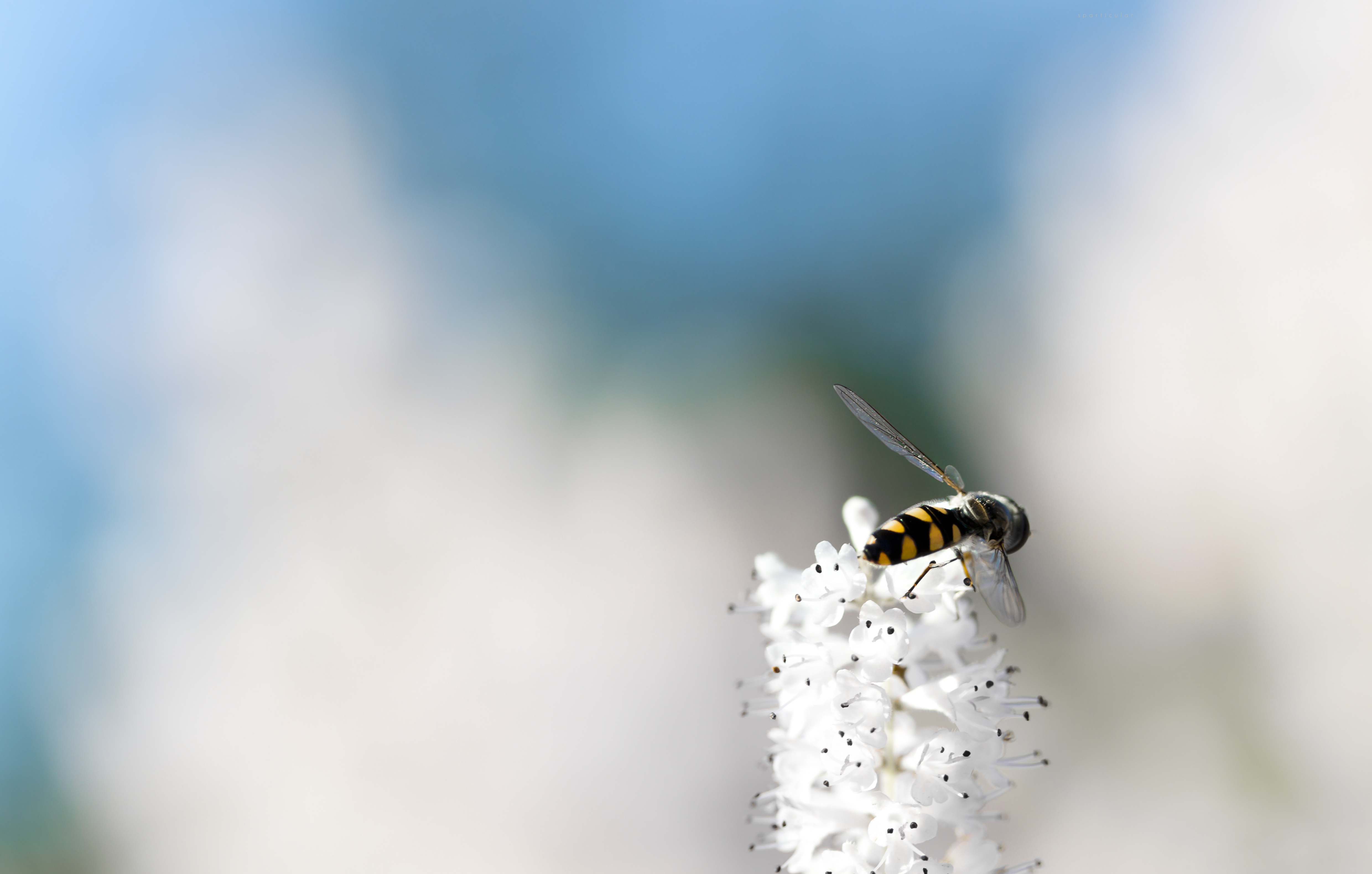 animal, hoverfly, bee