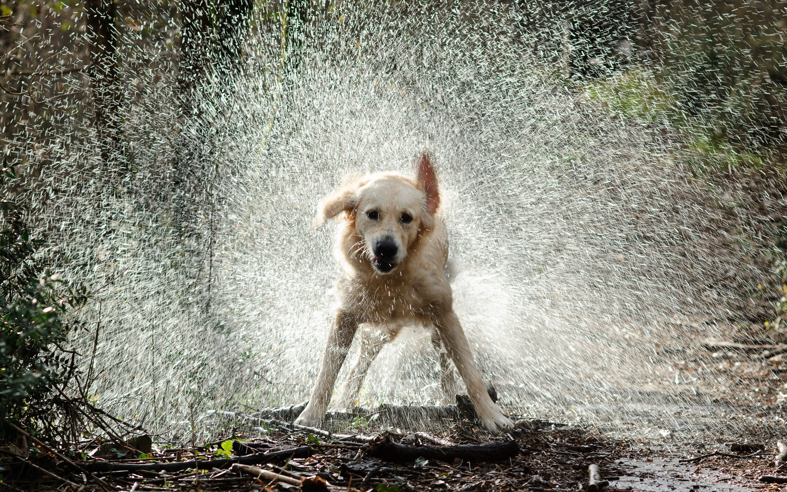 PCデスクトップに動物, 犬画像を無料でダウンロード