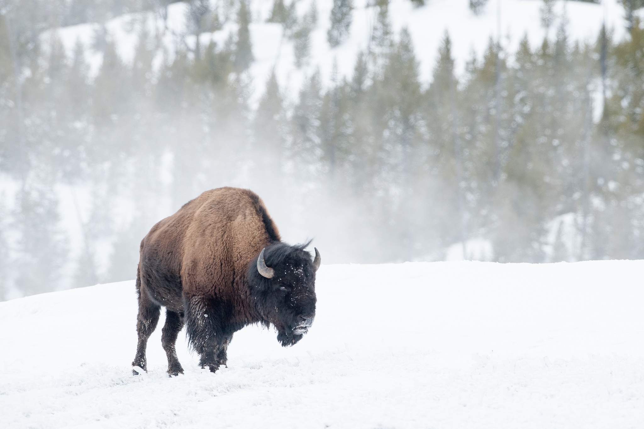 Laden Sie das Tiere, Winter, Schnee, Amerikanischer Bison-Bild kostenlos auf Ihren PC-Desktop herunter
