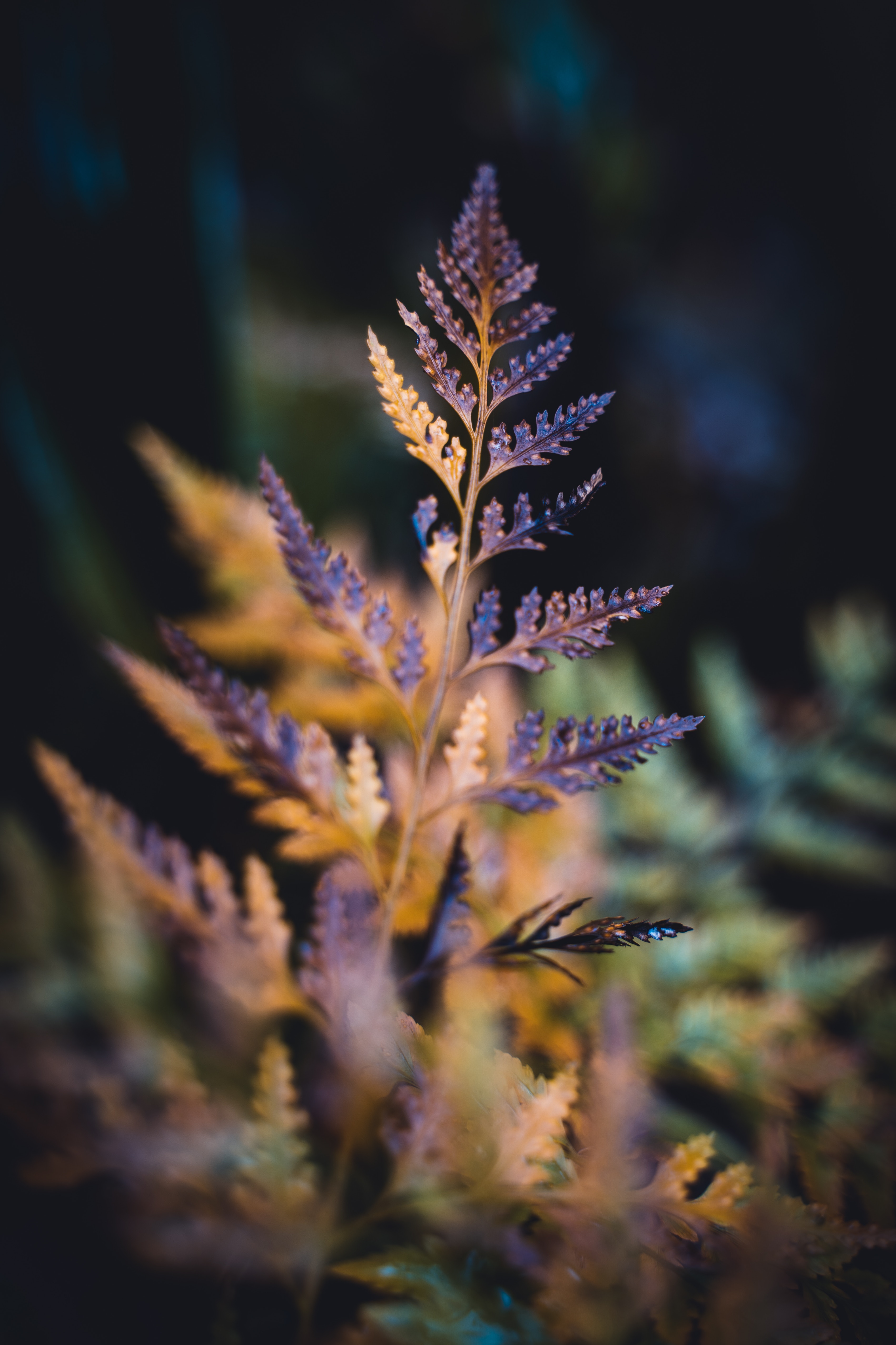 dry, blur, plant, macro, smooth, sheet, leaf, carved High Definition image