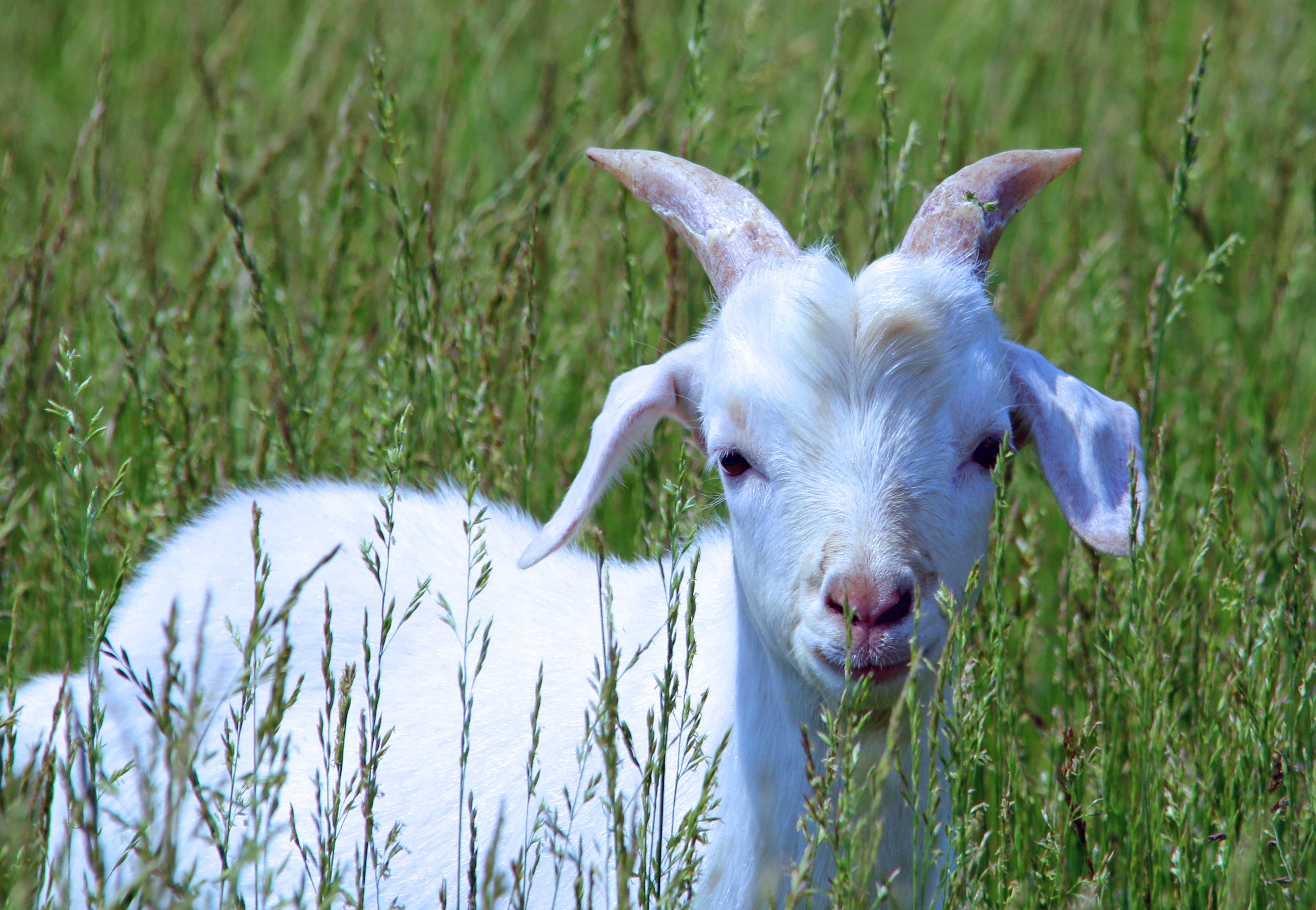 PCデスクトップに動物, 草, 若い, 散歩, ジョーイ, ヤギ, 山羊画像を無料でダウンロード