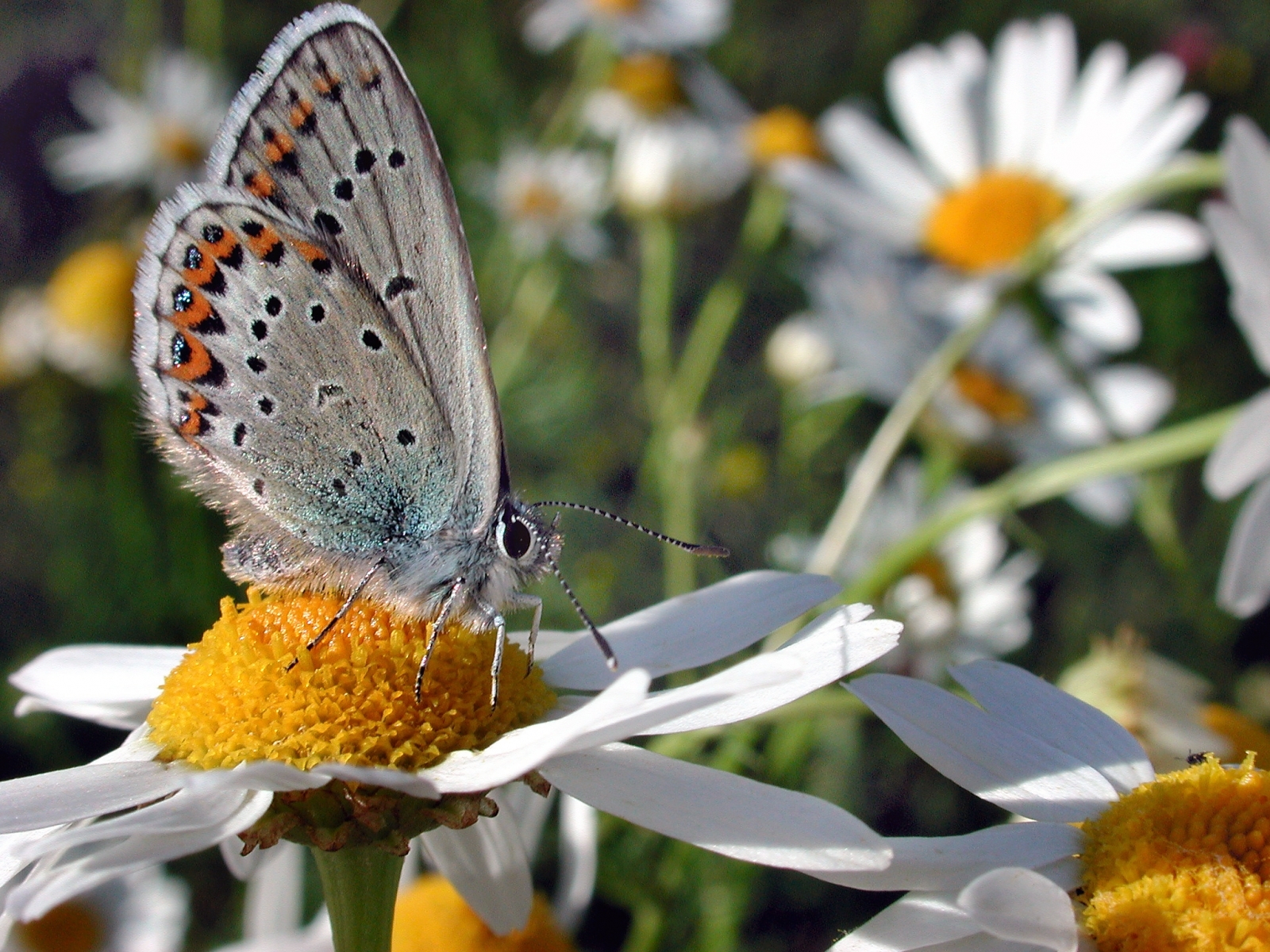 Скачати мобільні шпалери Комахи, Квіти, Метелики безкоштовно.
