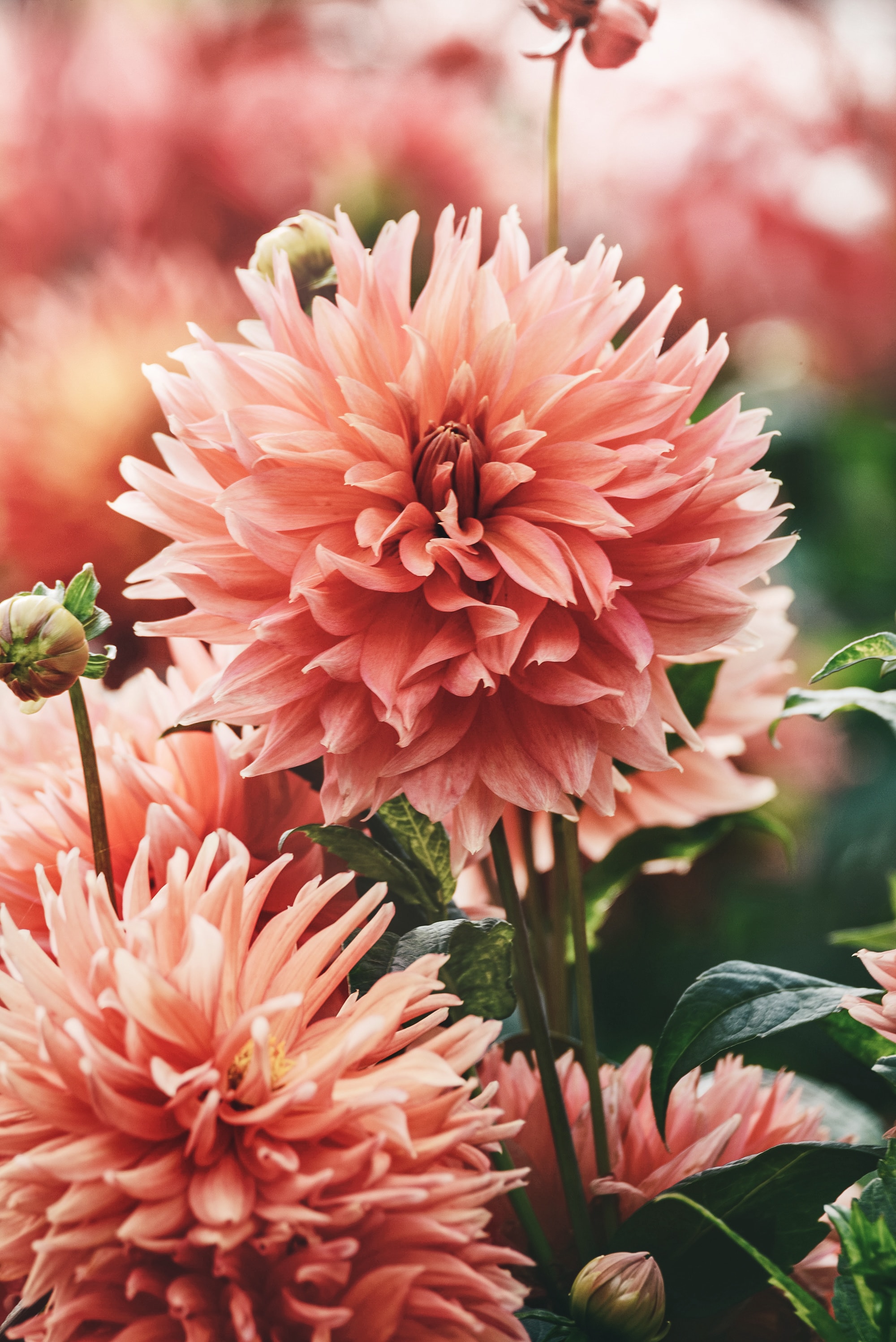 無料モバイル壁紙フラワーズ, 工場, 咲く, 植物, 開花, ピンクをダウンロードします。