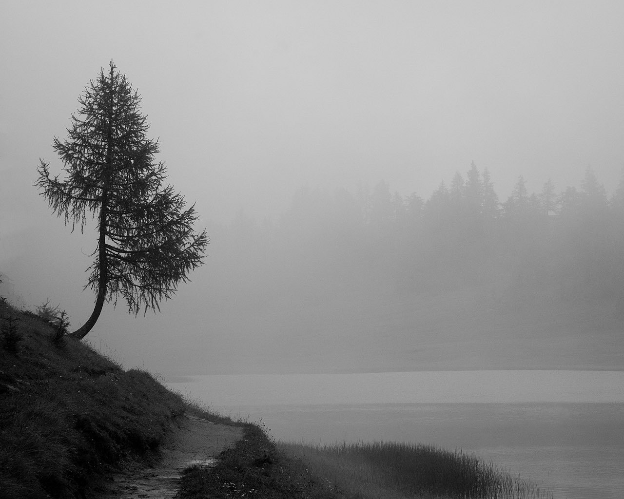 Скачать картинку Озеро, Дерево, Туман, Земля/природа в телефон бесплатно.