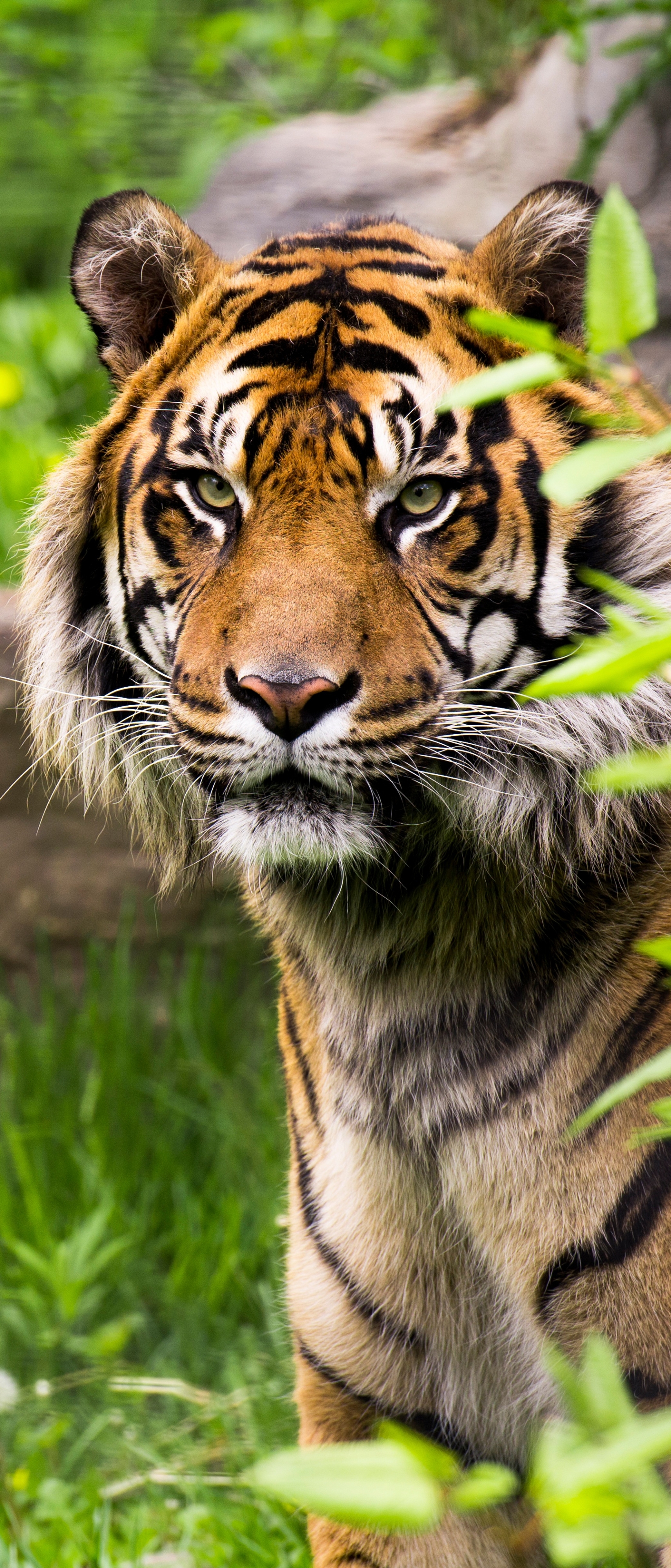 Téléchargez gratuitement l'image Chats, Animaux, Tigre sur le bureau de votre PC