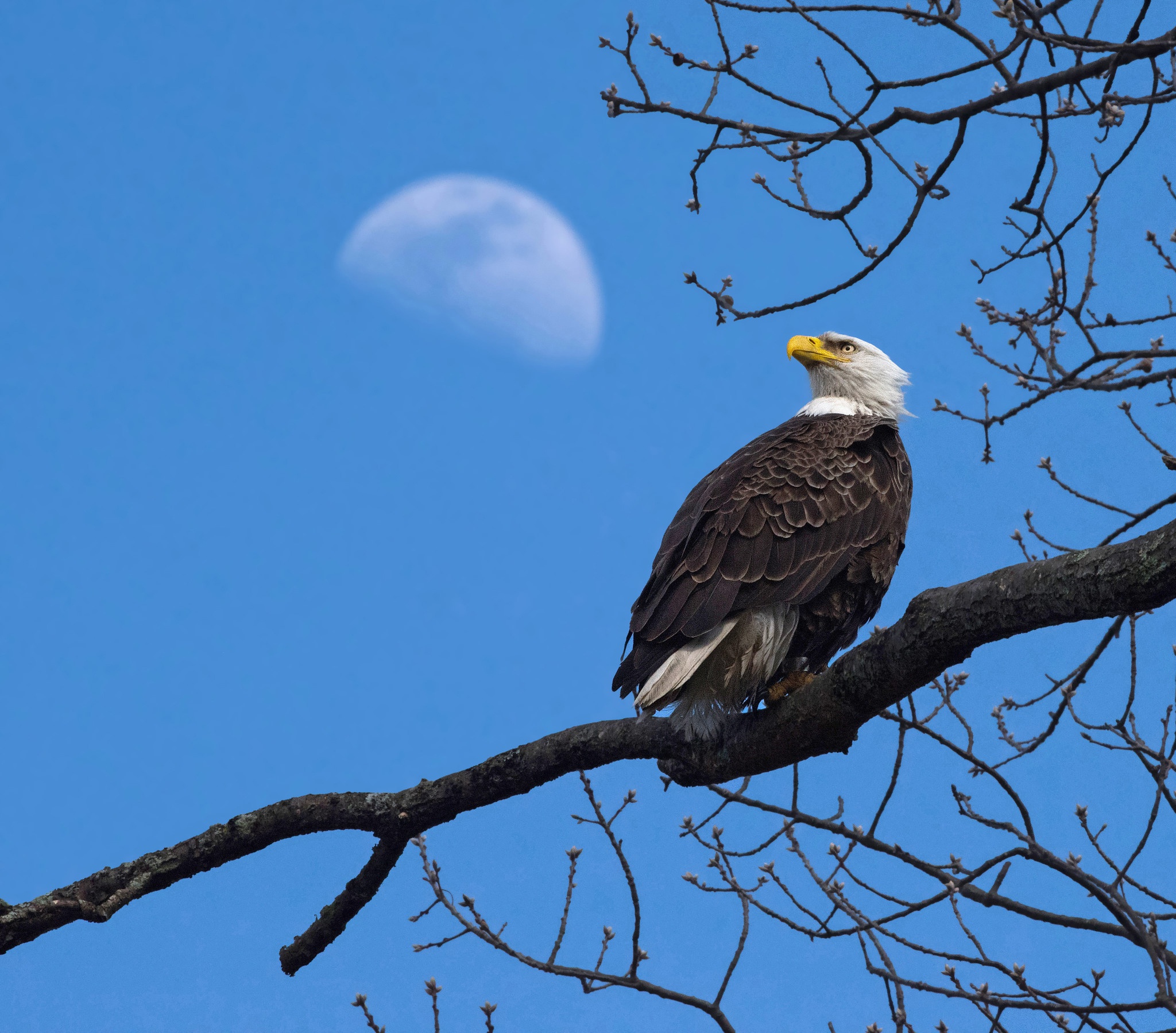 Download mobile wallpaper Birds, Animal, Eagle, Bald Eagle, Bird Of Prey for free.