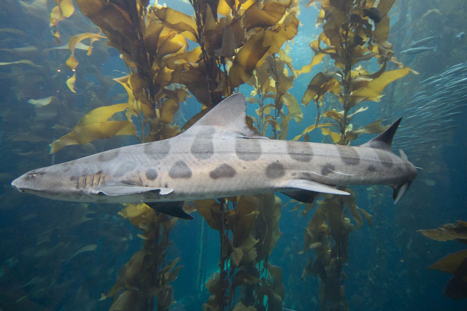 340080 baixar imagens animais, tubarão leopardo - papéis de parede e protetores de tela gratuitamente