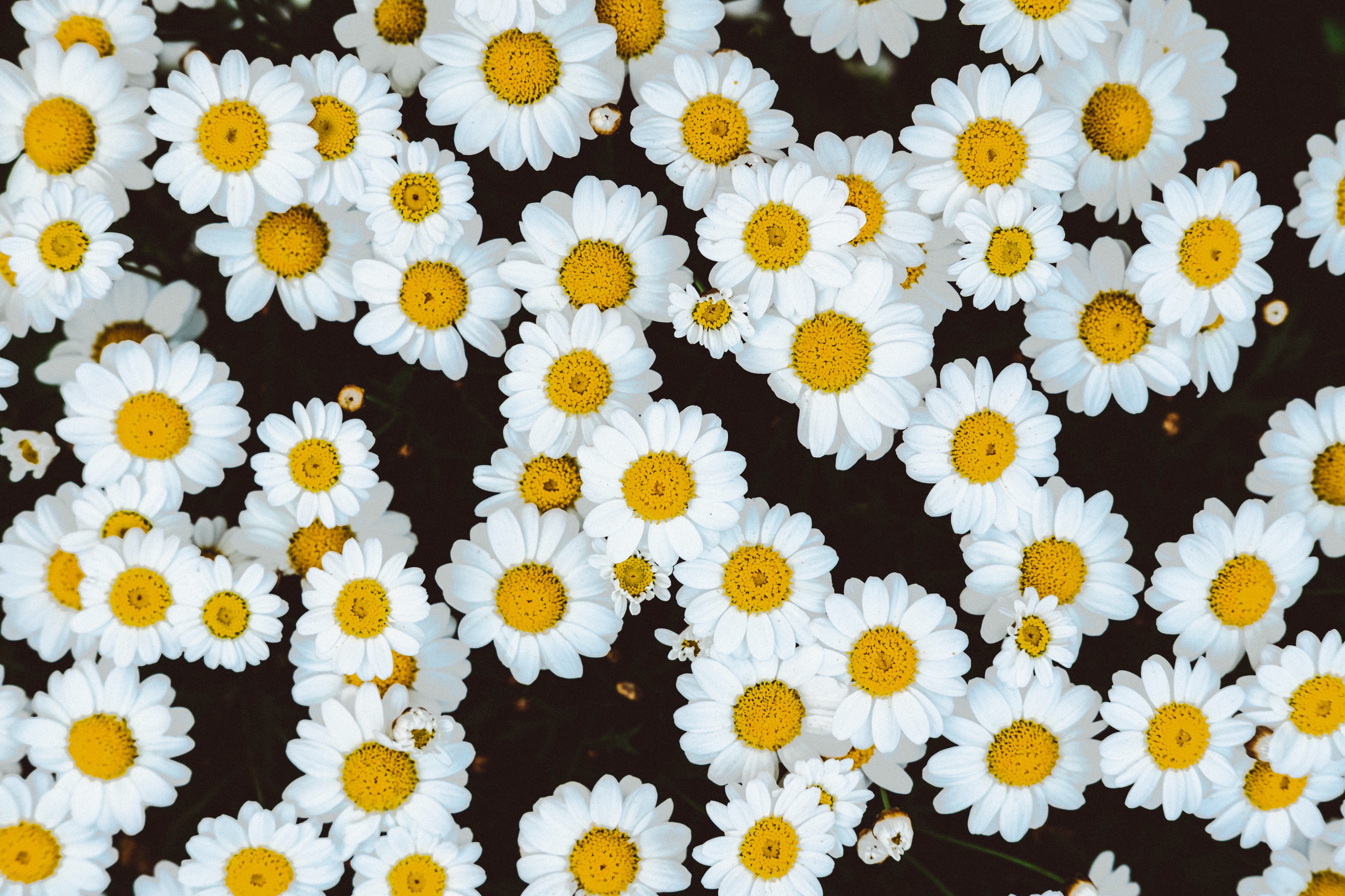 polyana, flowers, camomile, buds, glade 1080p