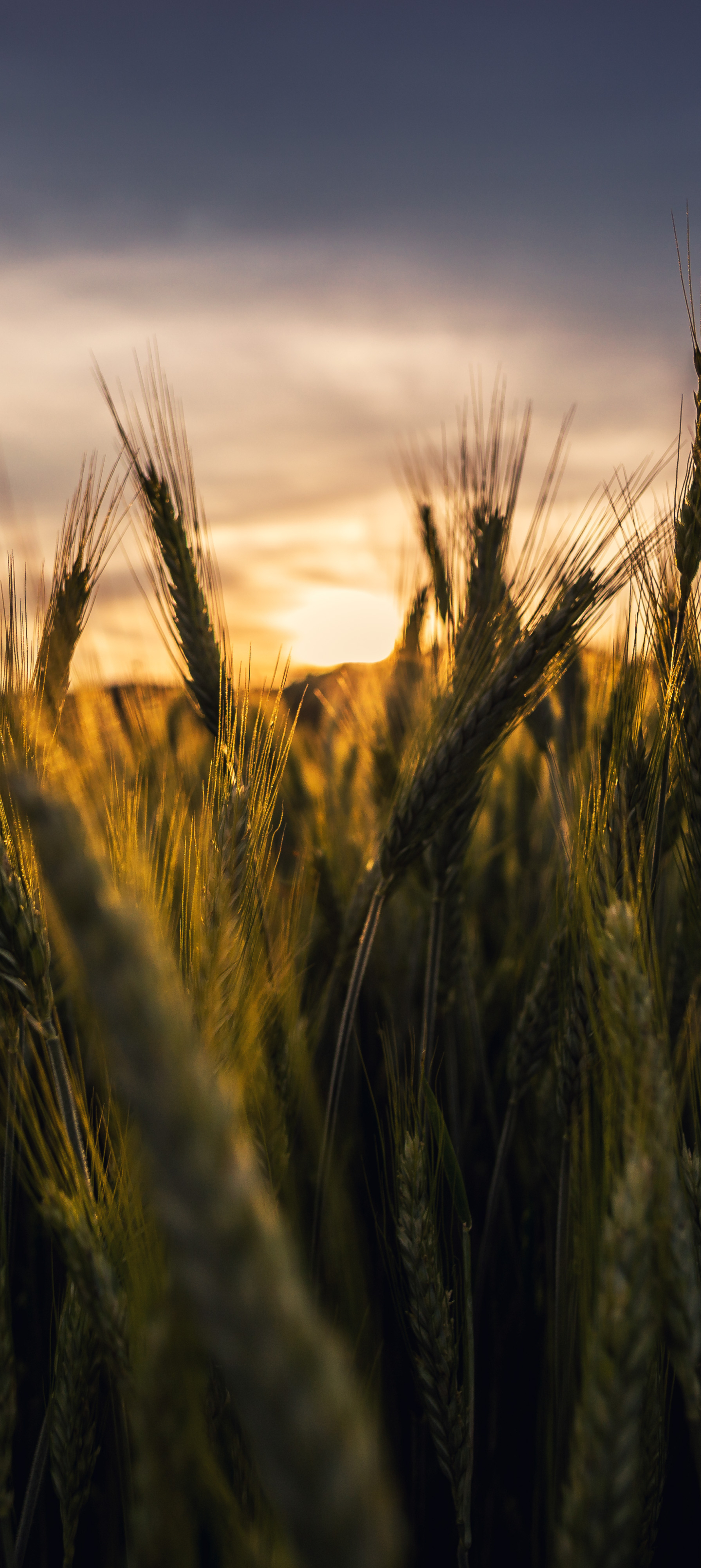 Download mobile wallpaper Landscape, Nature, Sunset, Wheat, Macro, Earth, Field for free.