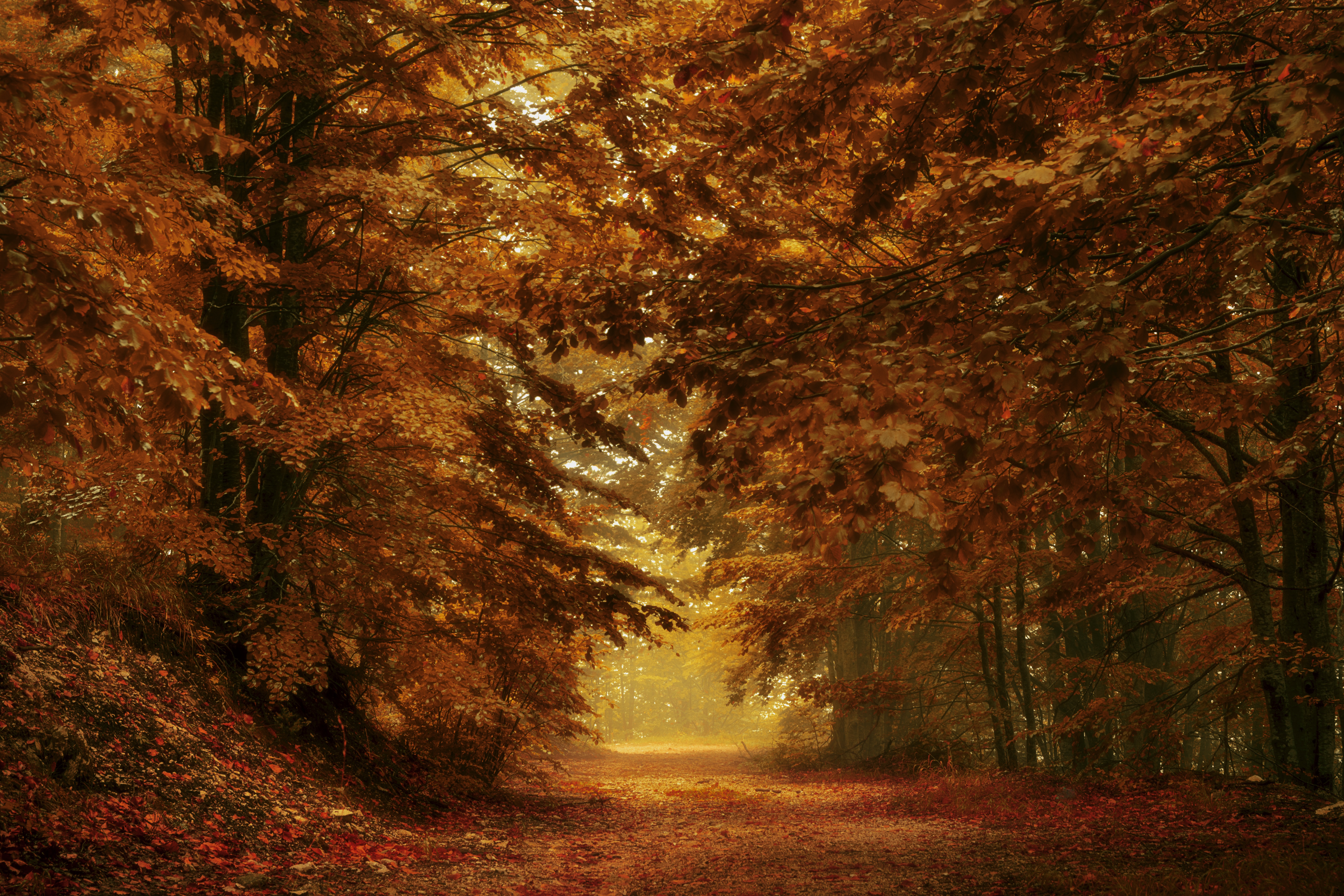 PCデスクトップに自然, 秋, 道, 森, 地球画像を無料でダウンロード