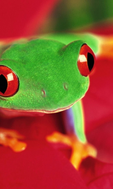 Download mobile wallpaper Frogs, Animal, Frog, Red Eyed Tree Frog for free.