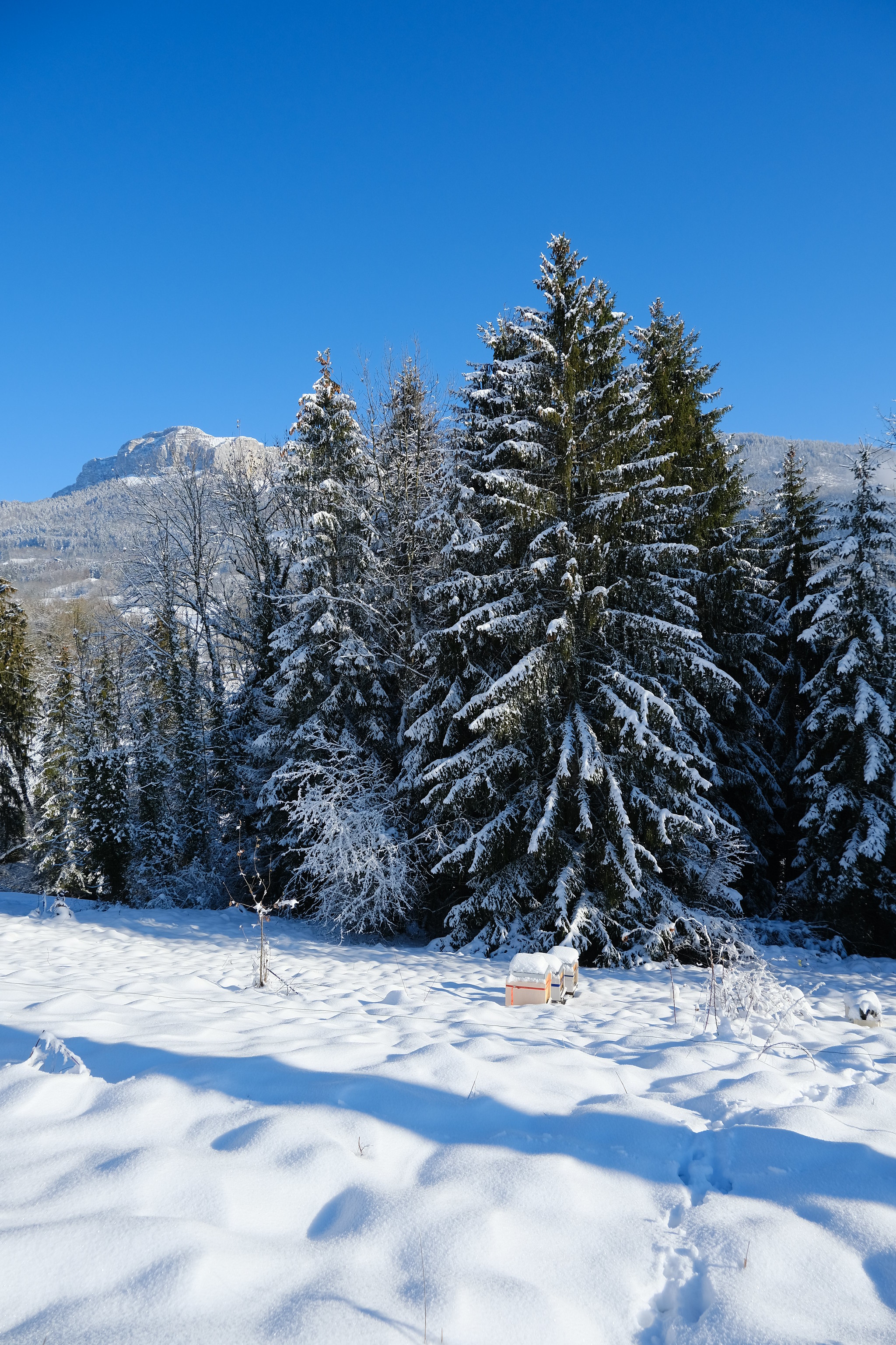 Скачать картинку Гора, Природа, Снег, Зима, Елки, Деревья, Пейзаж в телефон бесплатно.