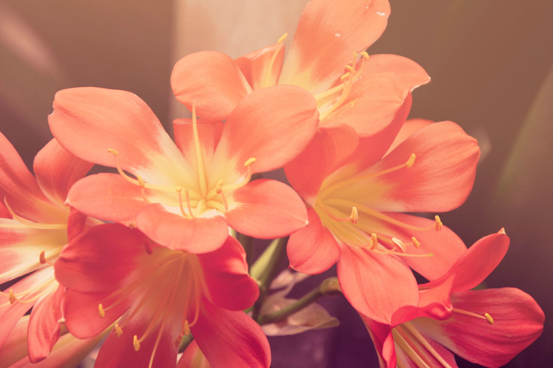 Téléchargez gratuitement l'image Fleurs, Fleur, Terre/nature sur le bureau de votre PC