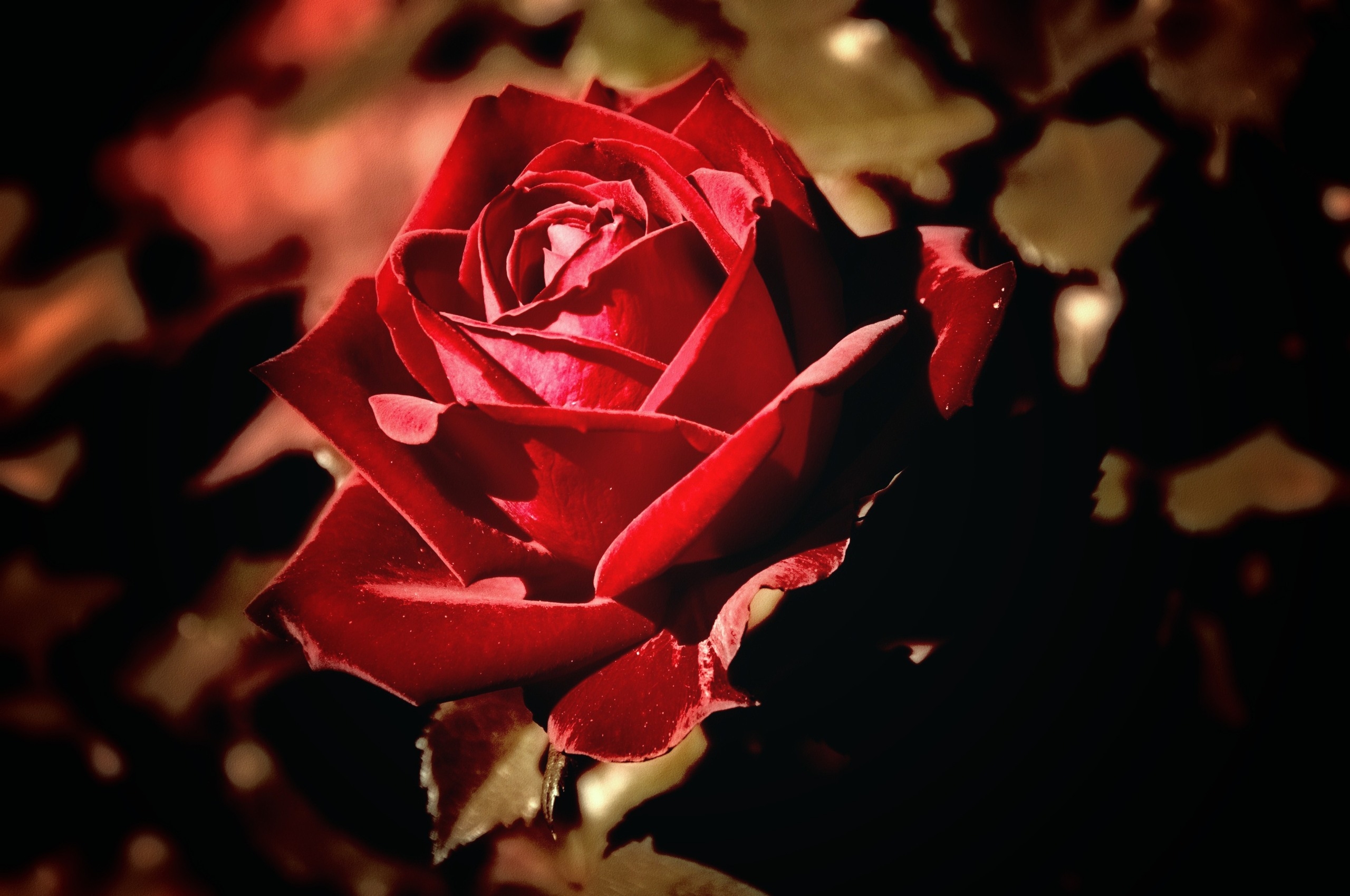 Free download wallpaper Stem, Stalk, Macro, Rose Flower, Rose, Petals on your PC desktop
