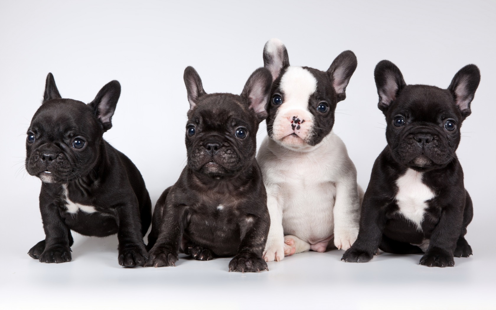 Free download wallpaper Puppy, Dogs, Animal on your PC desktop