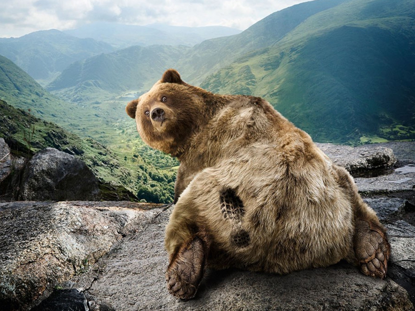 Скачать обои бесплатно Животные, Медведи картинка на рабочий стол ПК