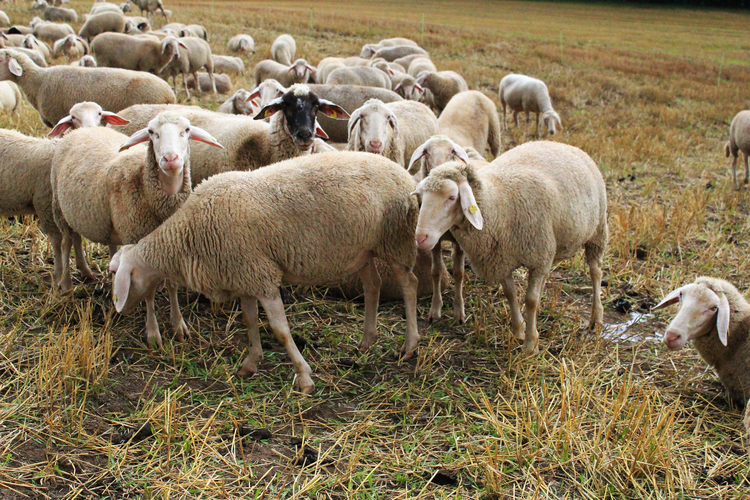 Laden Sie das Tiere, Schaf-Bild kostenlos auf Ihren PC-Desktop herunter