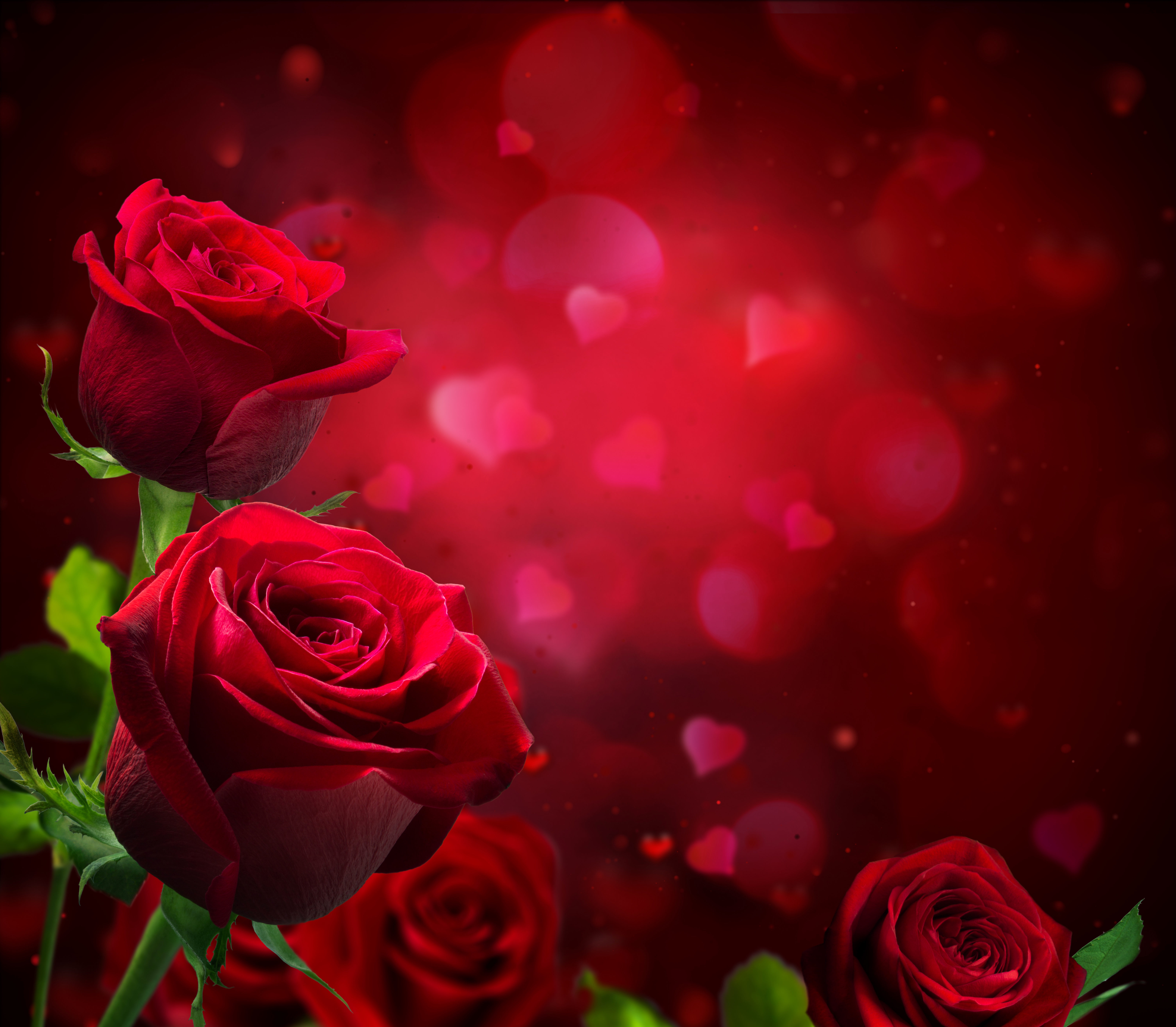 Download mobile wallpaper Flowers, Rose, Earth, Bokeh, Red Rose, Red Flower for free.