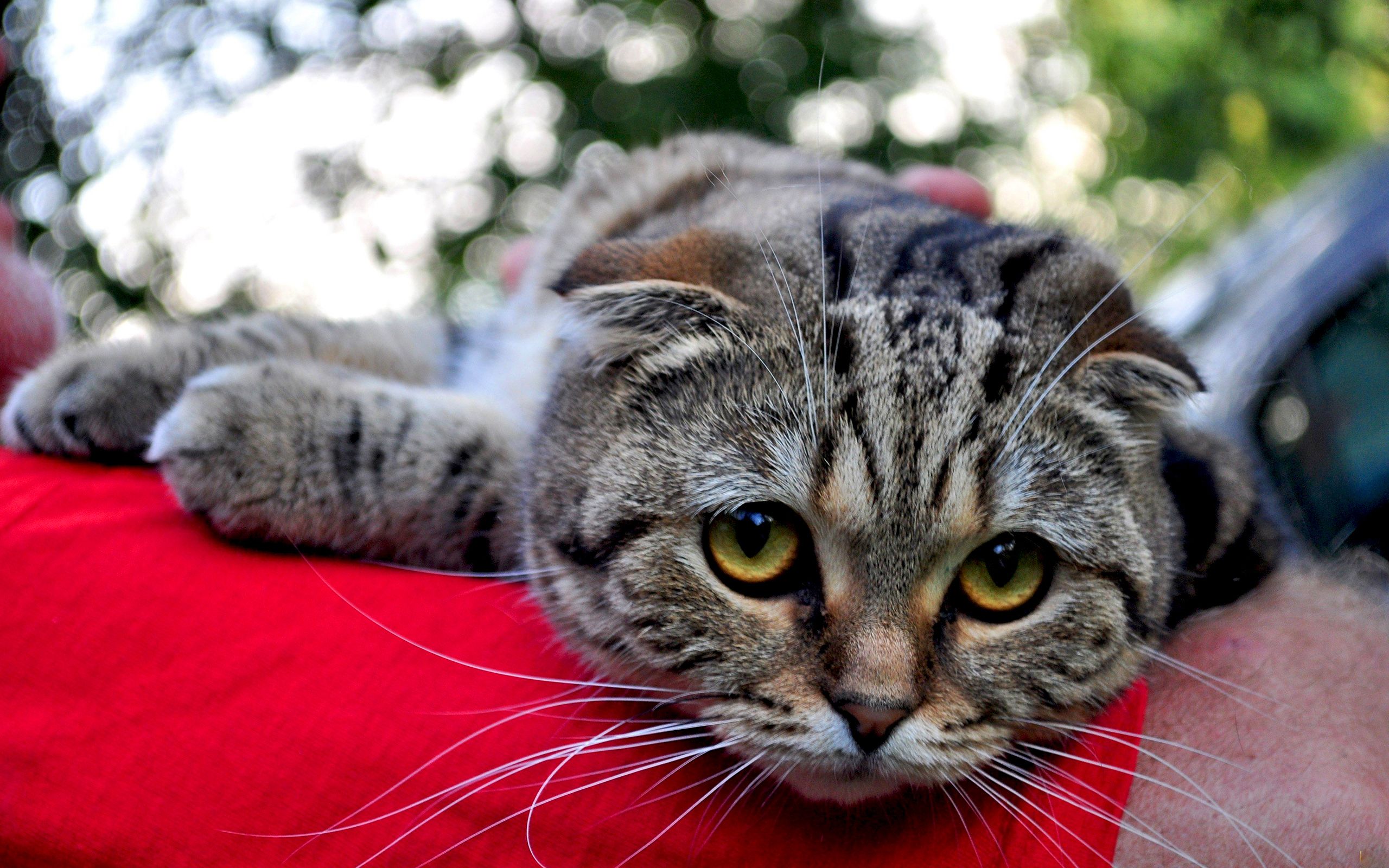 Baixe gratuitamente a imagem Animais, Gato na área de trabalho do seu PC