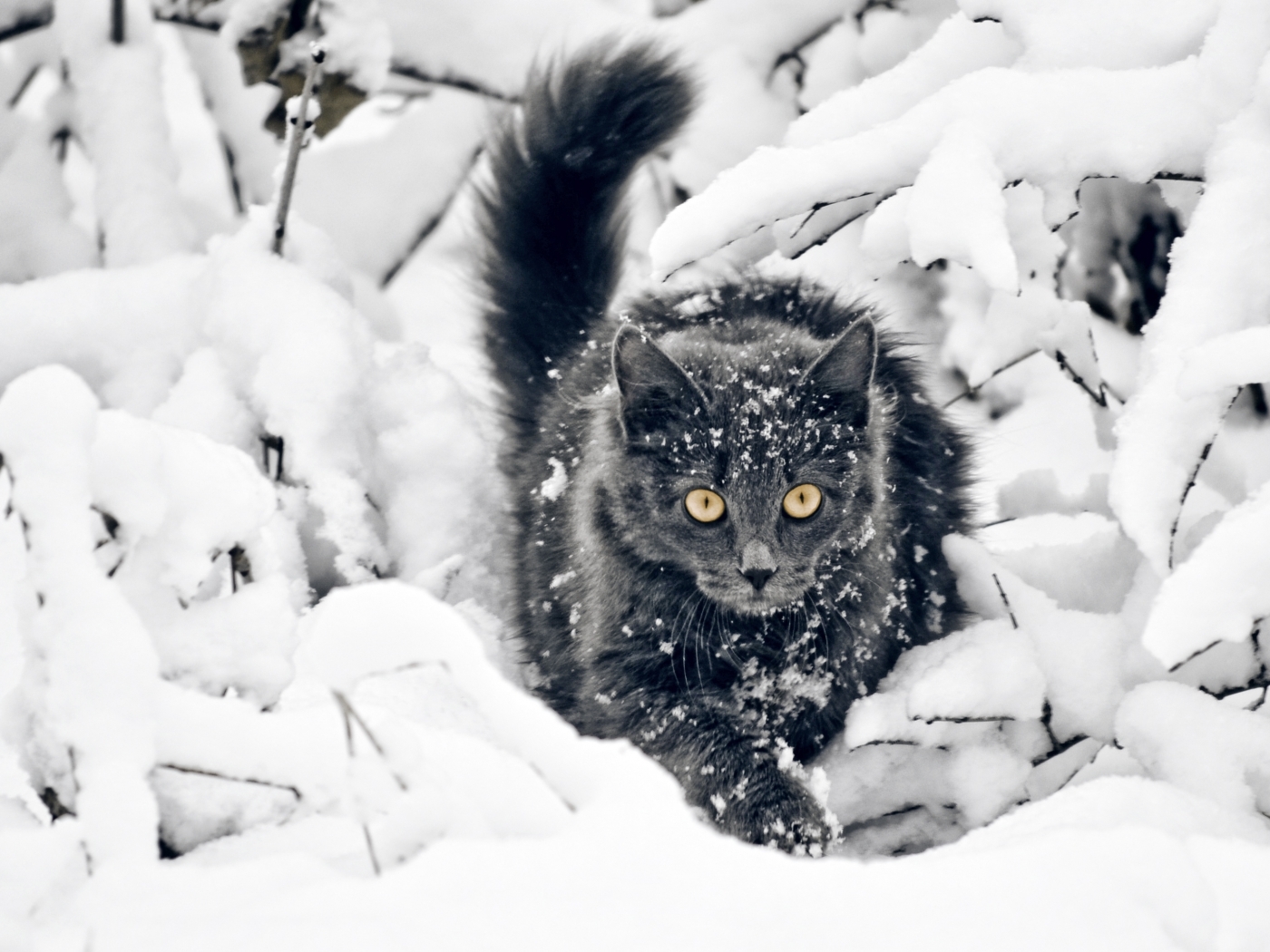 Laden Sie das Tiere, Schnee, Katzen-Bild kostenlos auf Ihren PC-Desktop herunter