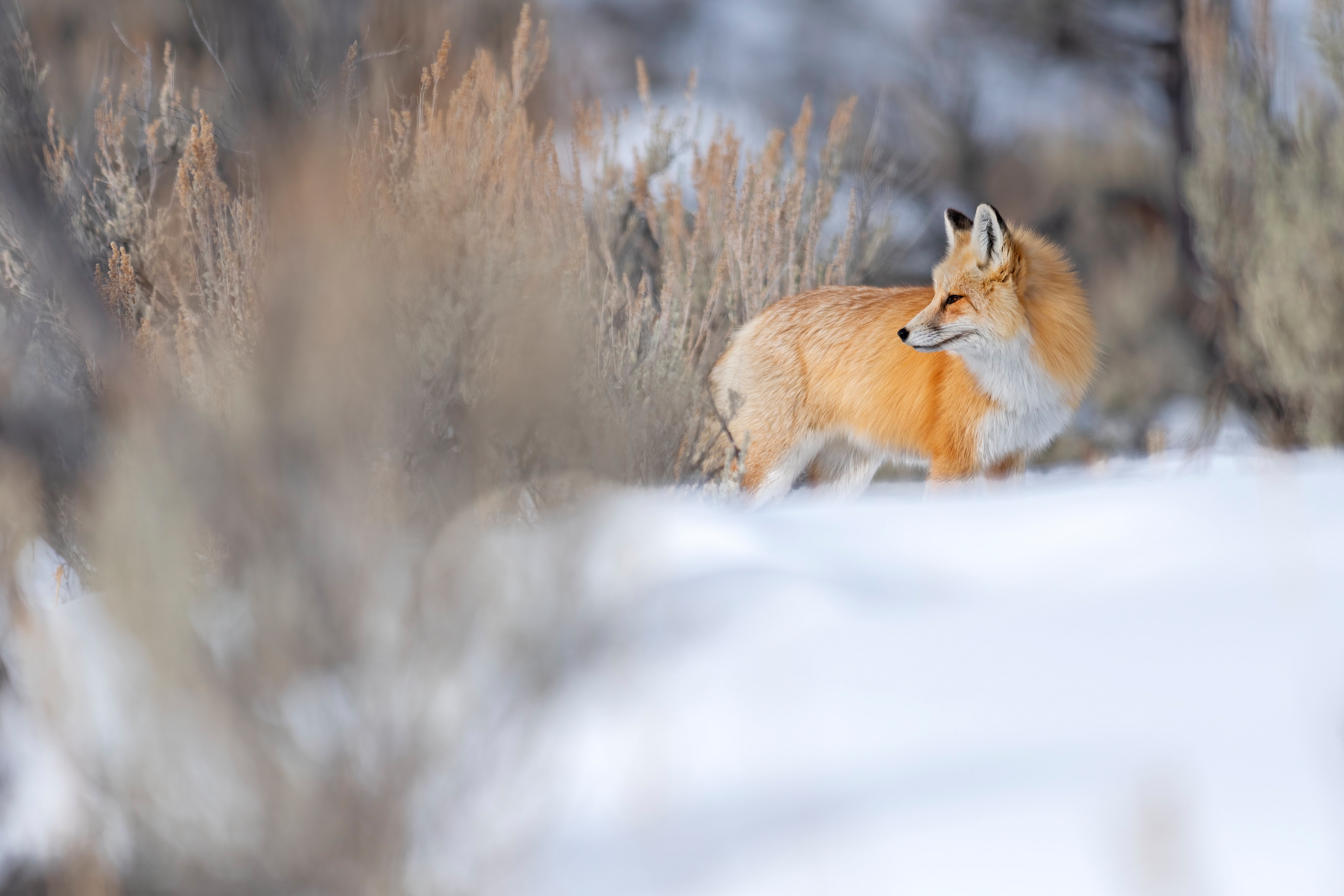 Download mobile wallpaper Winter, Snow, Fox, Animal for free.