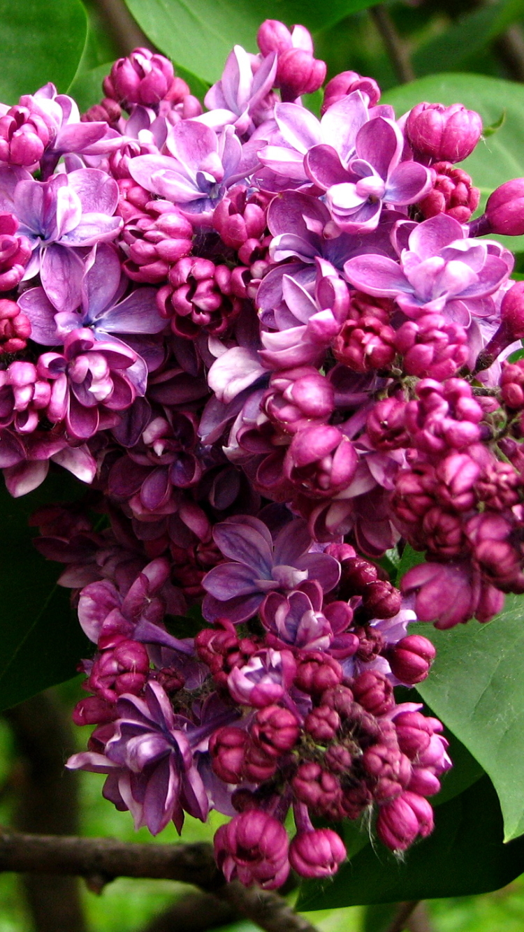 Descarga gratuita de fondo de pantalla para móvil de Flores, Flor, Florecer, Tierra/naturaleza.