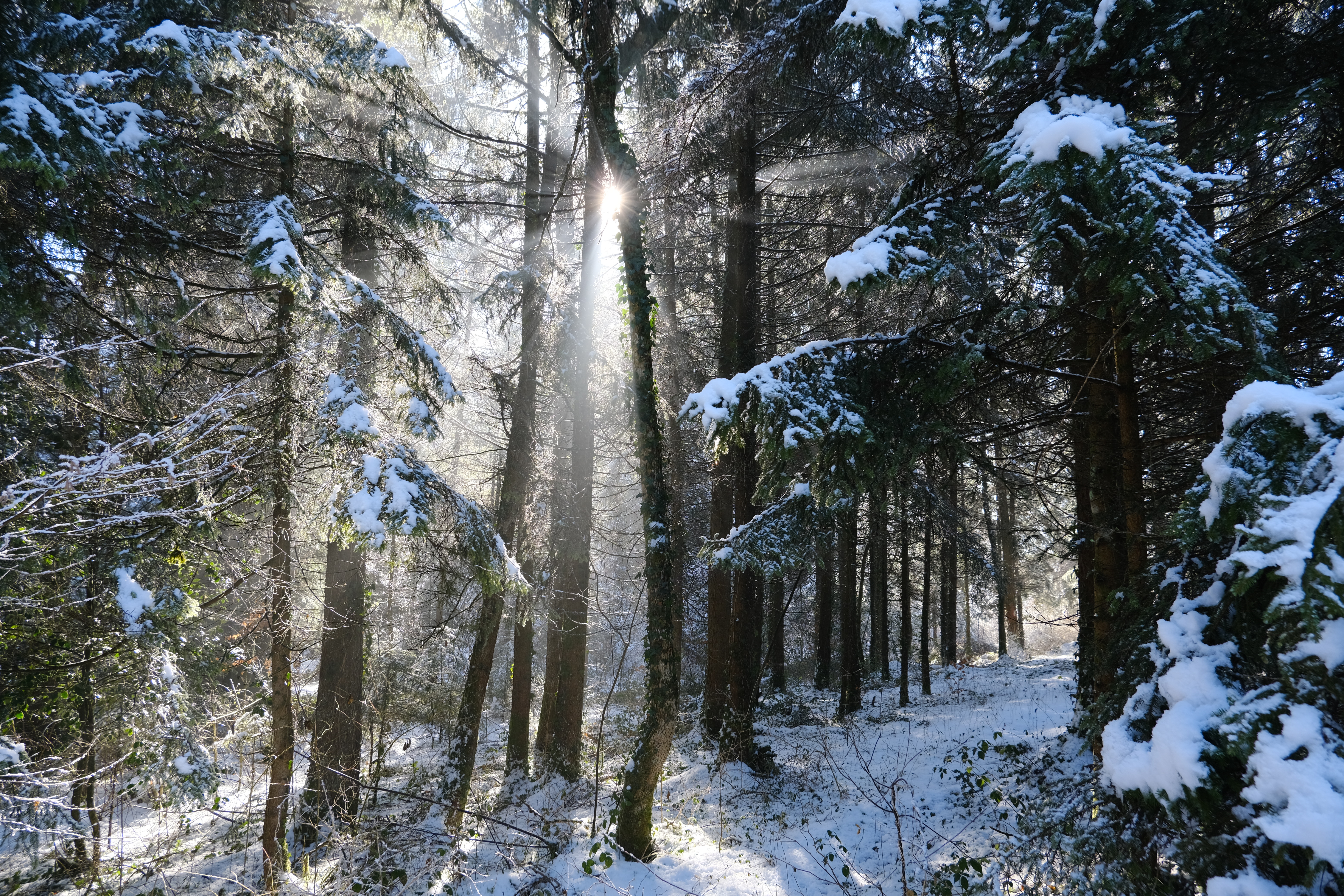 Descarga gratuita de fondo de pantalla para móvil de Naturaleza, Nieve, Bosque, Árboles, Invierno, Sol.
