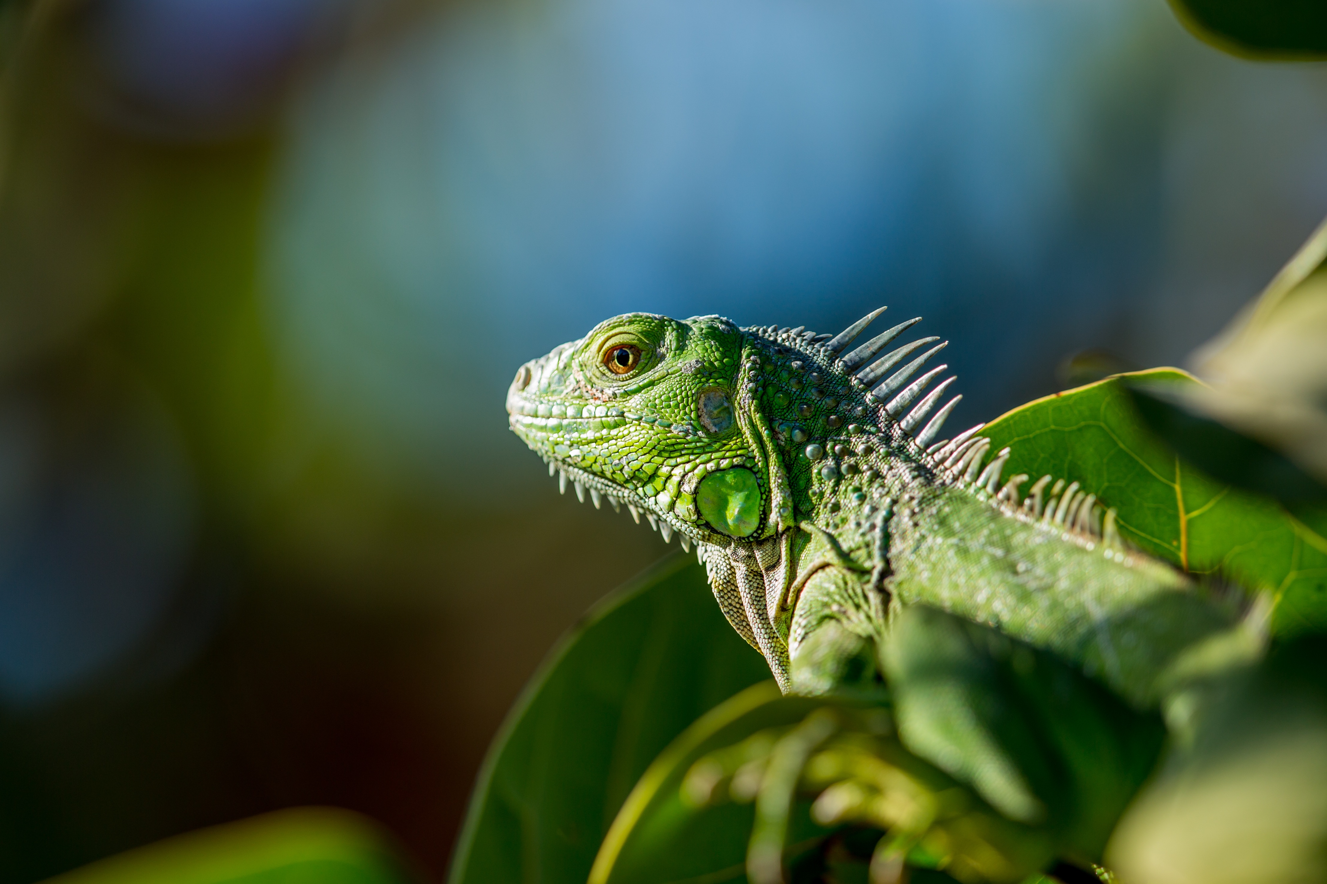 Download mobile wallpaper Reptile, Animals, Leaves, Lizard, Color for free.
