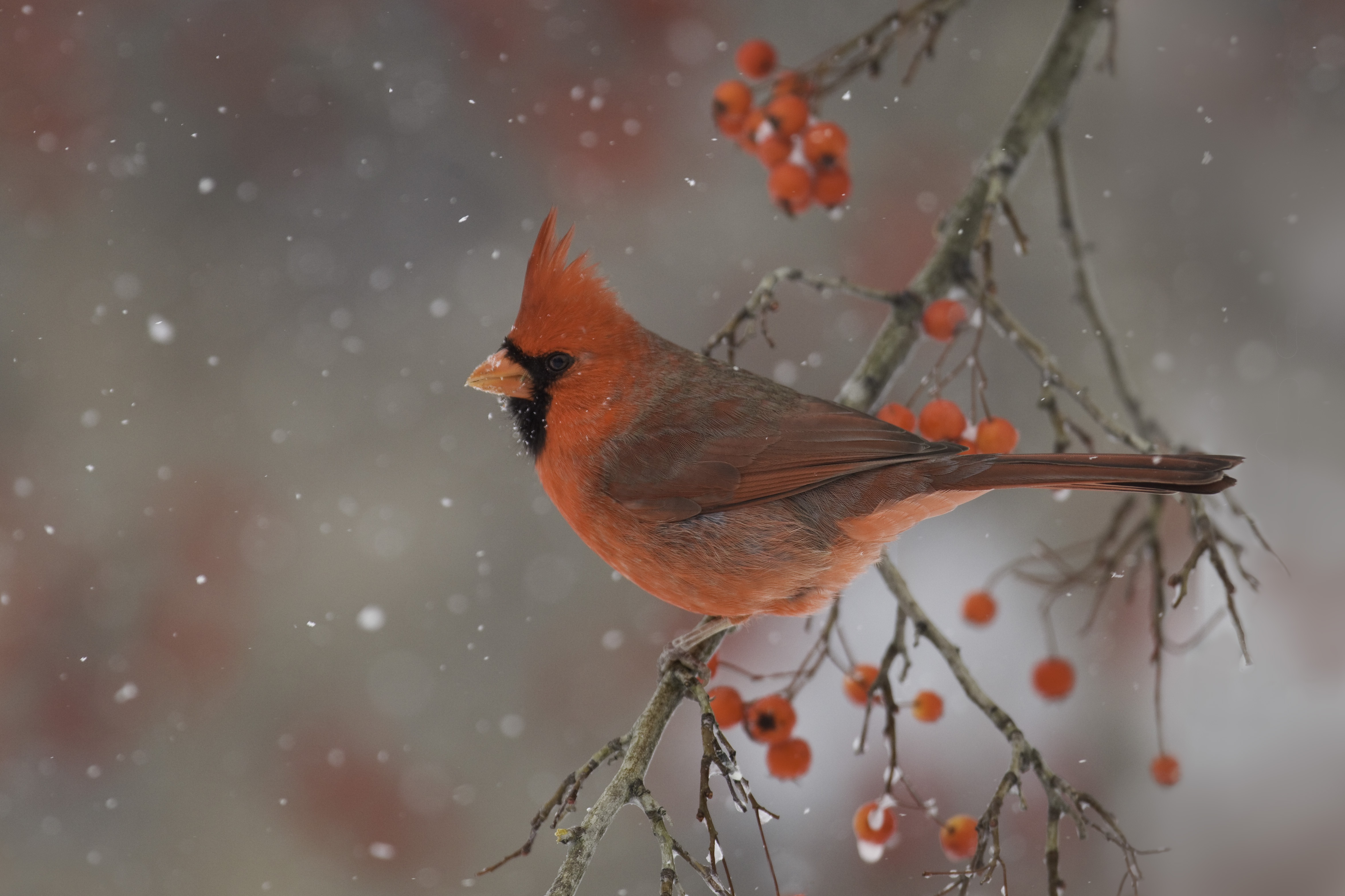 Laden Sie das Tiere, Winter, Vögel, Vogel, Ast, Frucht, Kardinal-Bild kostenlos auf Ihren PC-Desktop herunter