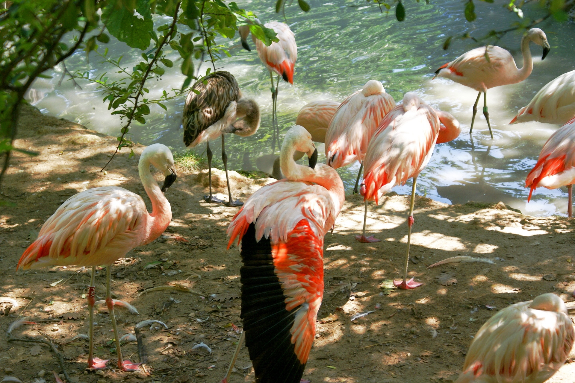 multitude, sunlight, land, flamingo, animals, birds, lots of, tenek Full HD
