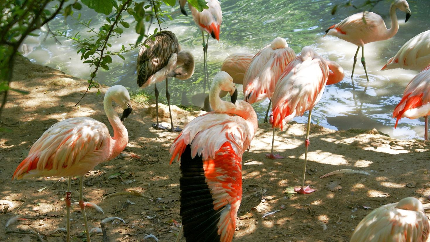 Lots of animals and birds. Фламинго птица. Фламинго фото птицы. Красивый Фламинго. Павлин Фламинго.