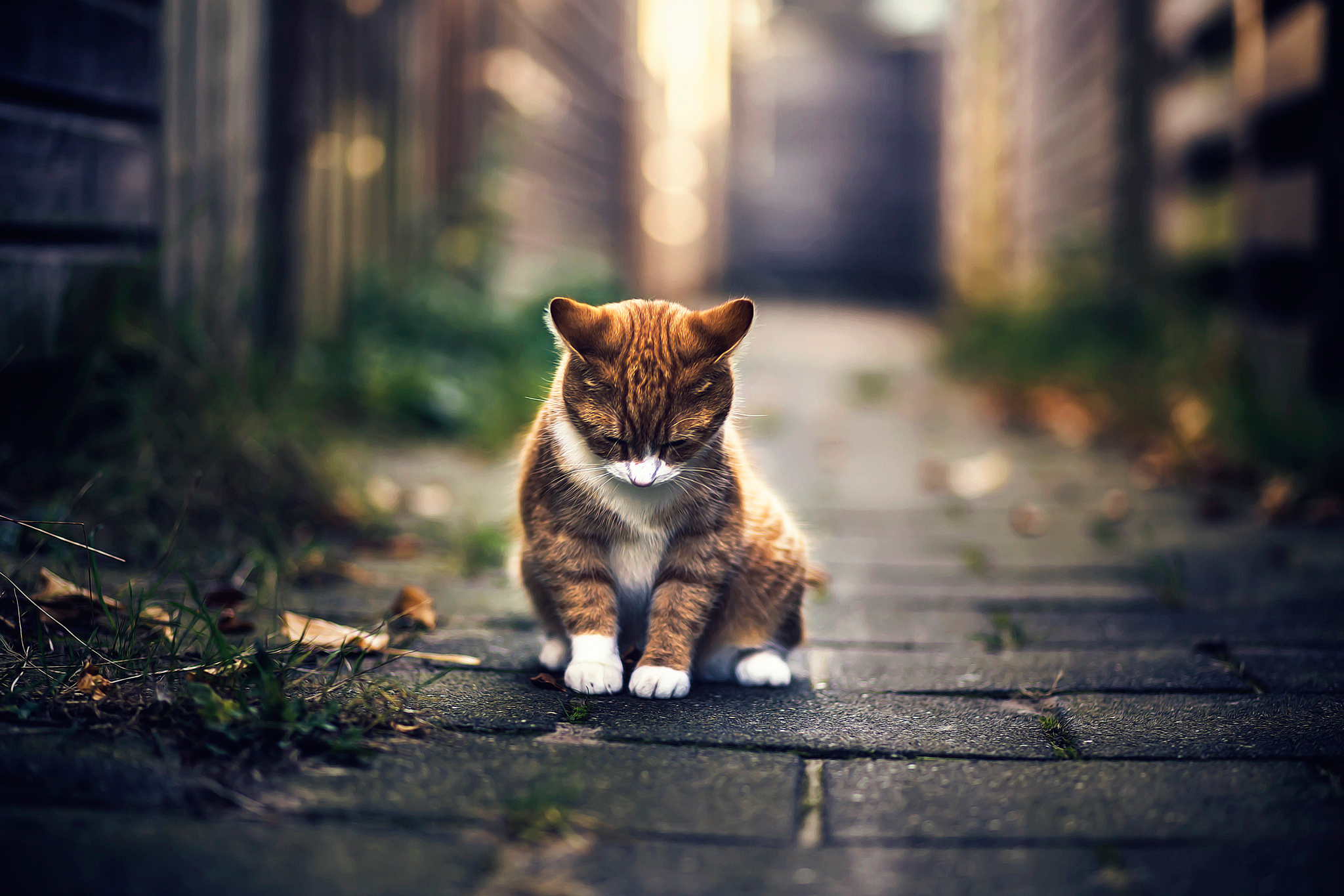 Download mobile wallpaper Cats, Cat, Animal, Sad for free.