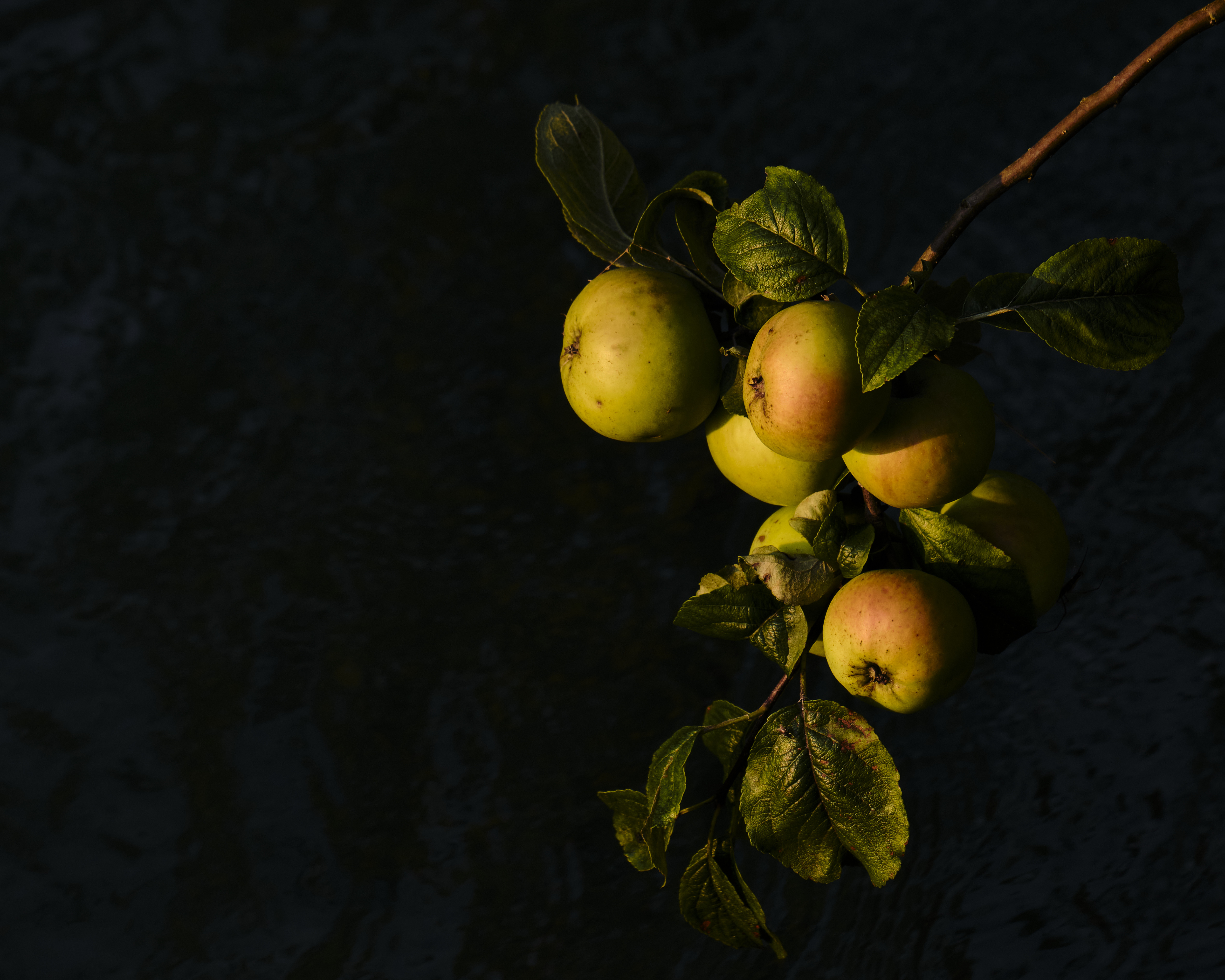 Free download wallpaper Food, Apples, Branch, Leaves, Fruit on your PC desktop